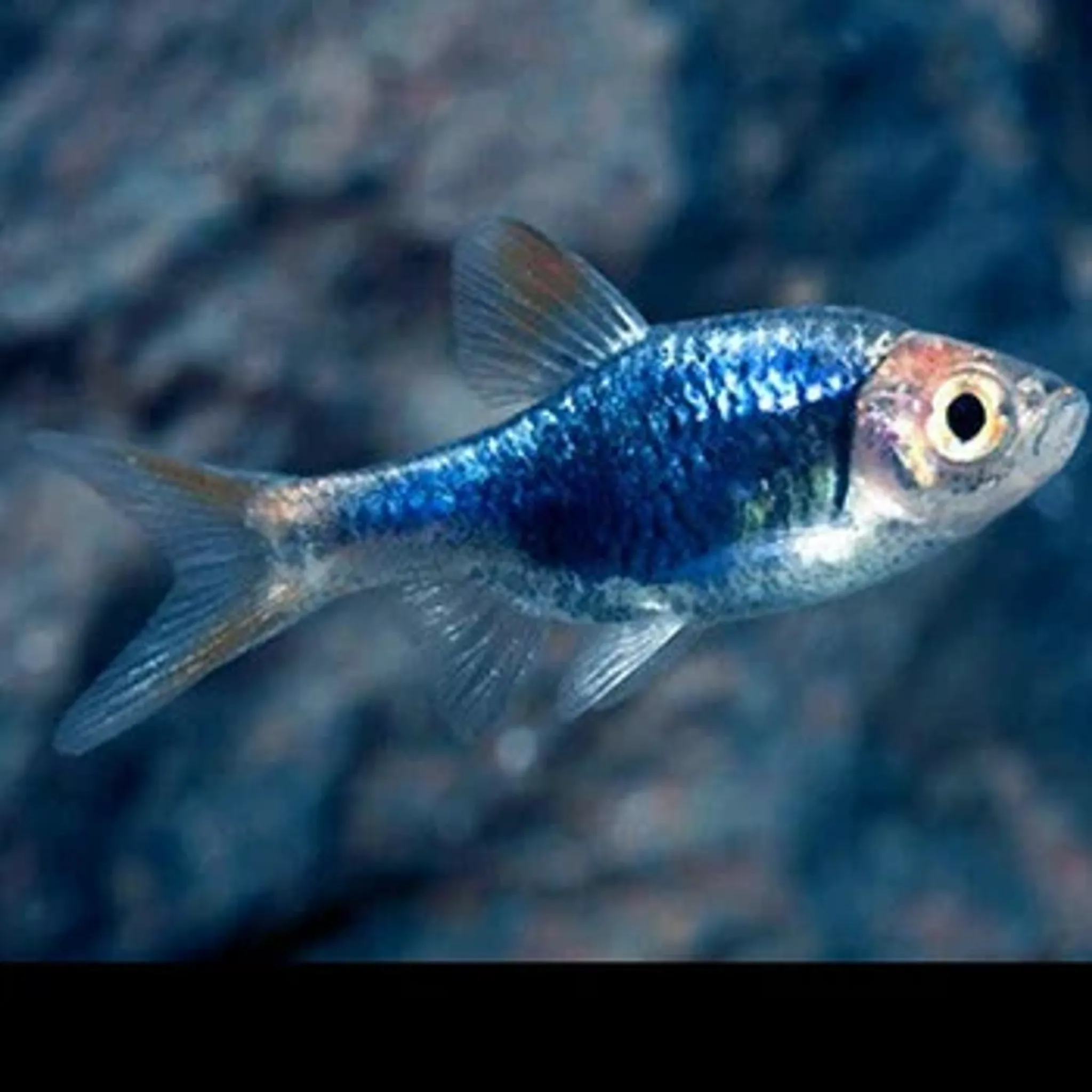 Purple harlequin rasbora 1.2-2cm