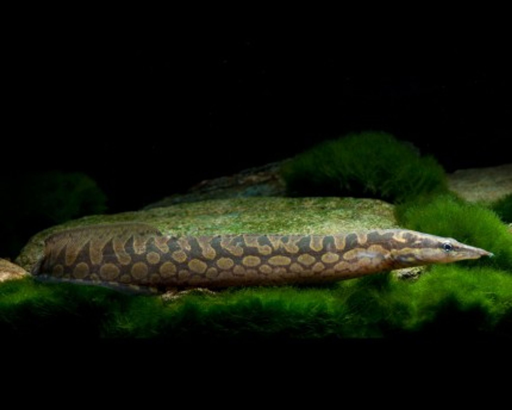 Python Spiny Eel