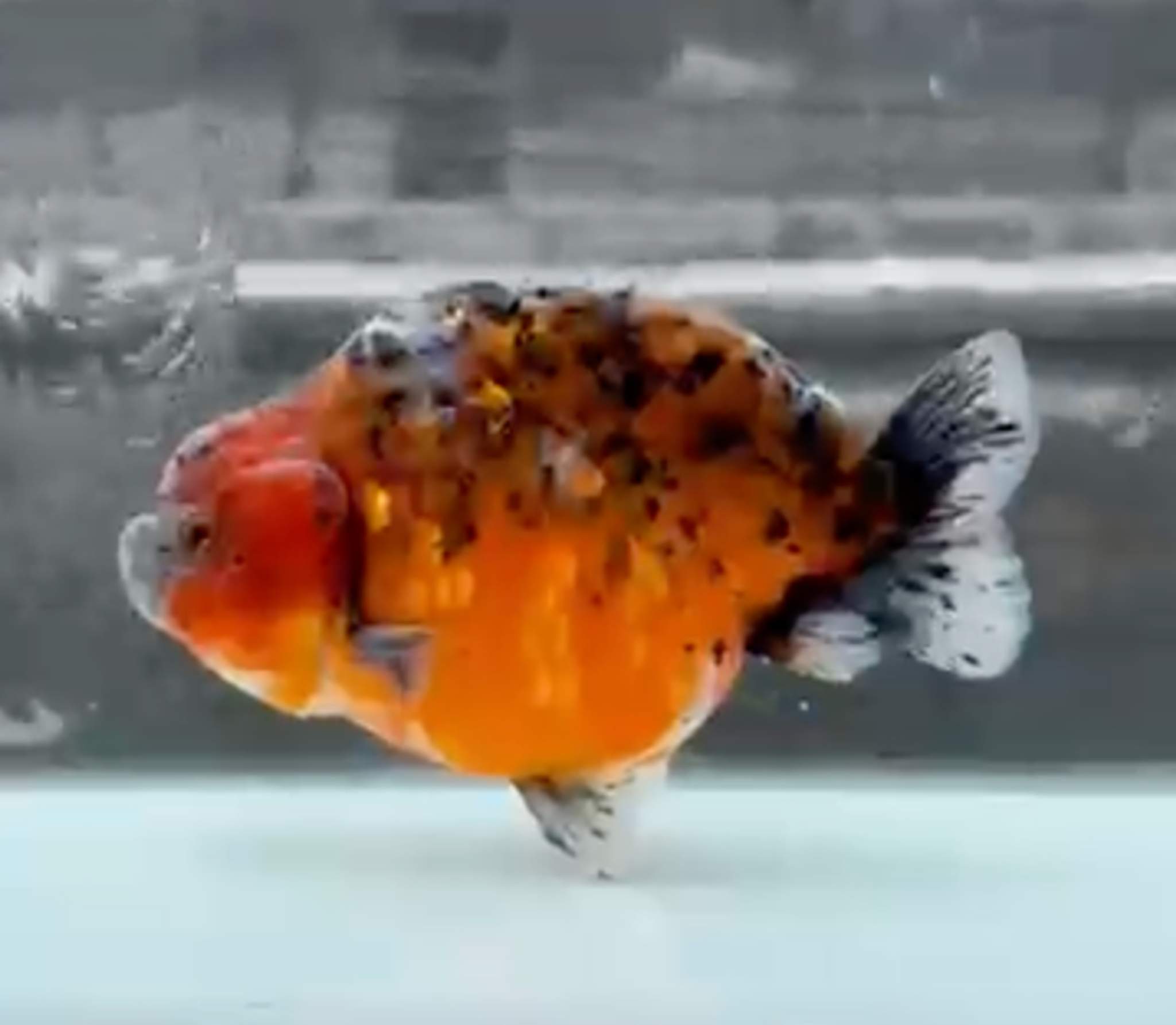 RANCHI KIRIN