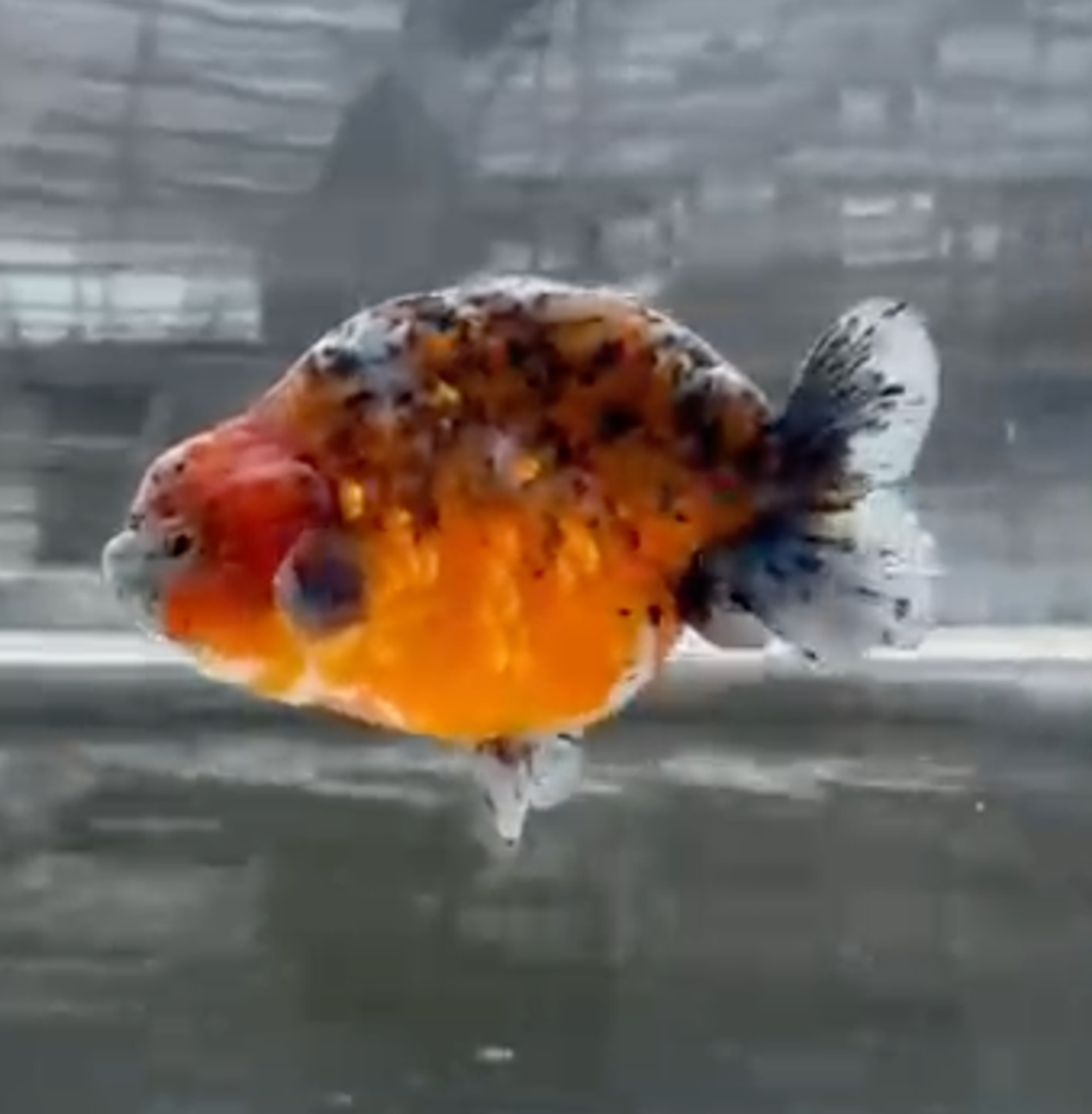 RANCHI KIRIN