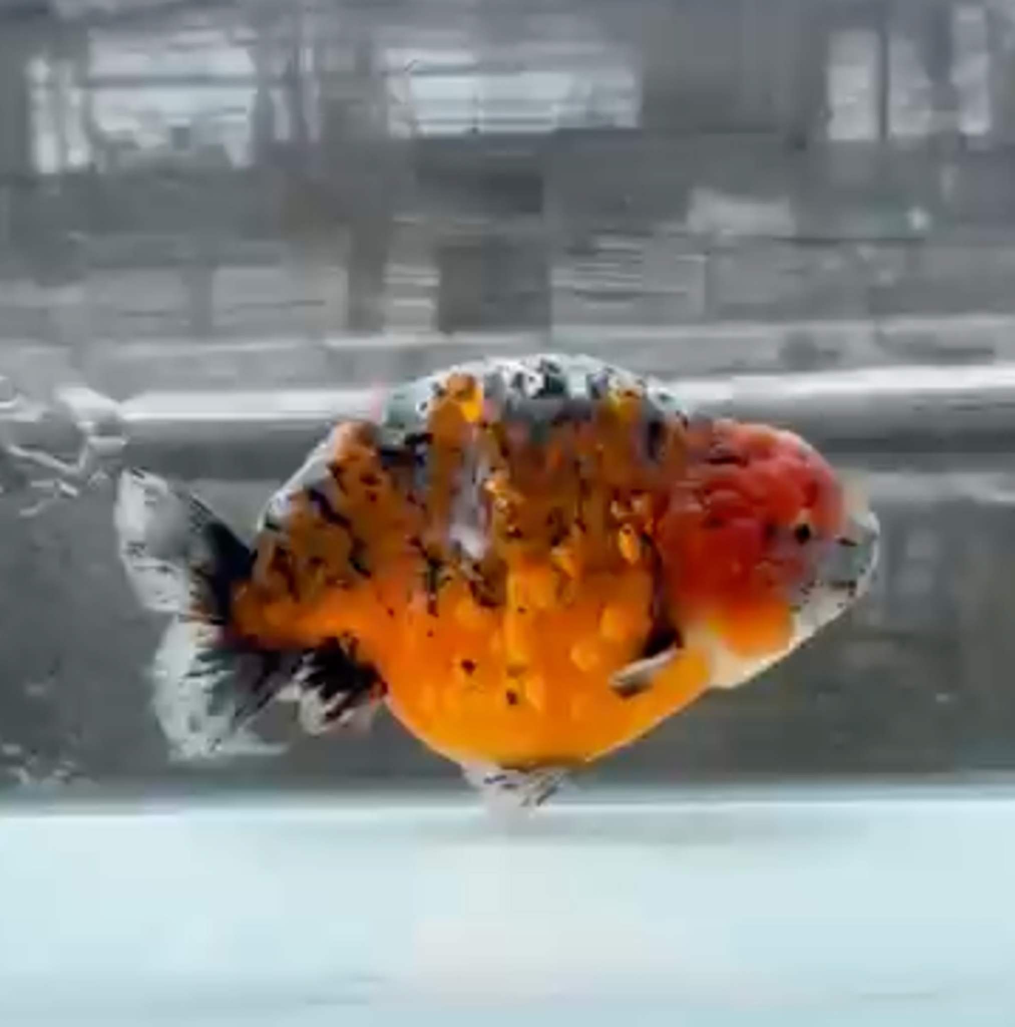 RANCHI KIRIN