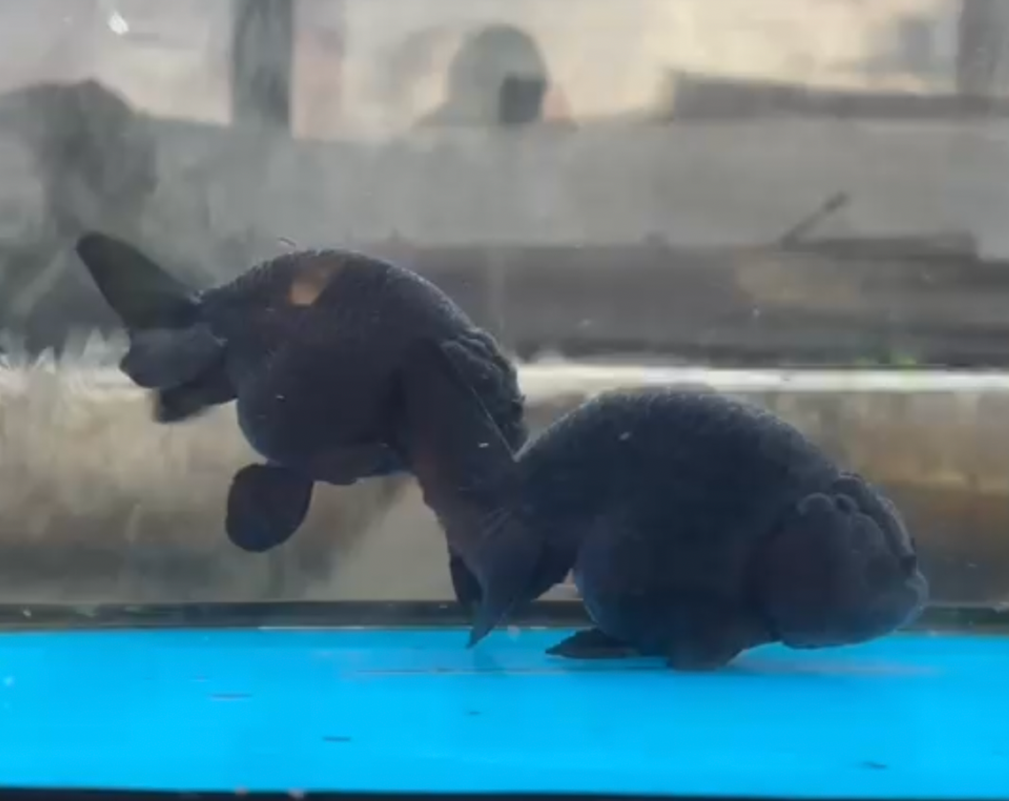 RANCHU BLACK