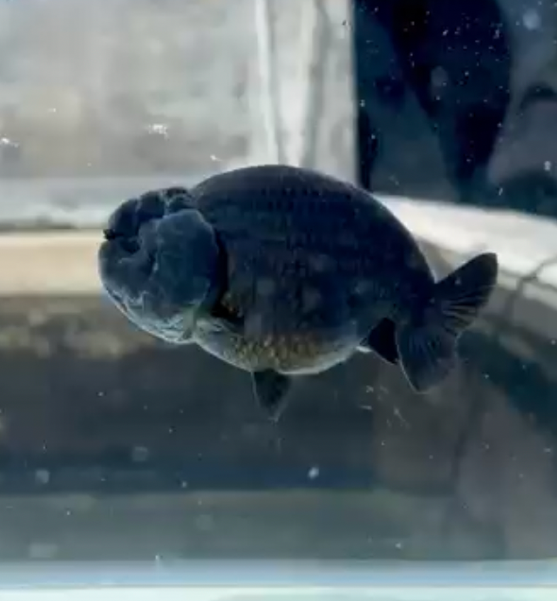 RANCHU BLACK