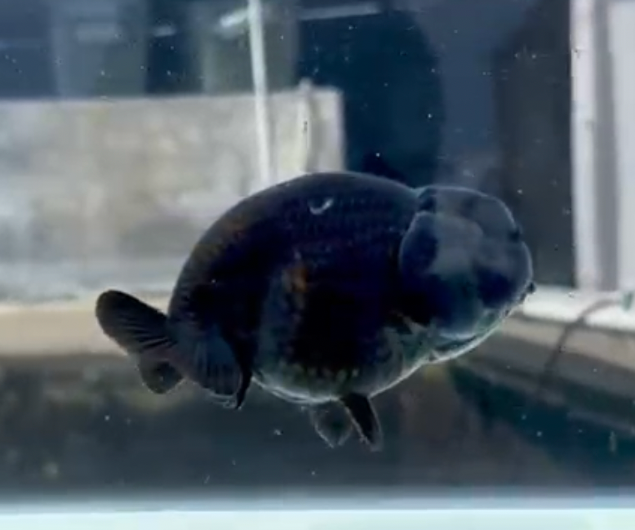 RANCHU BLACK