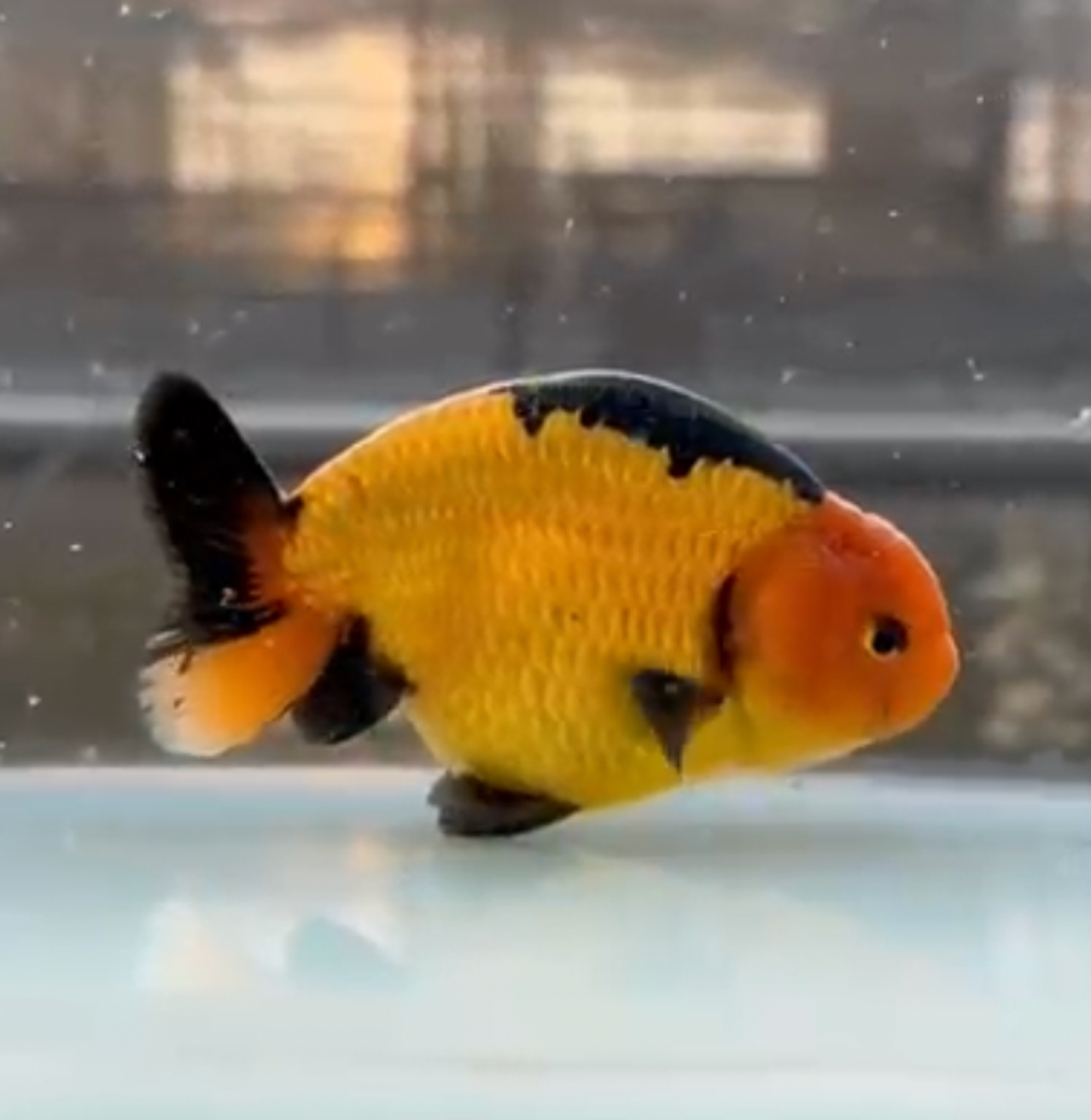 RANCHU BLACKGOLD