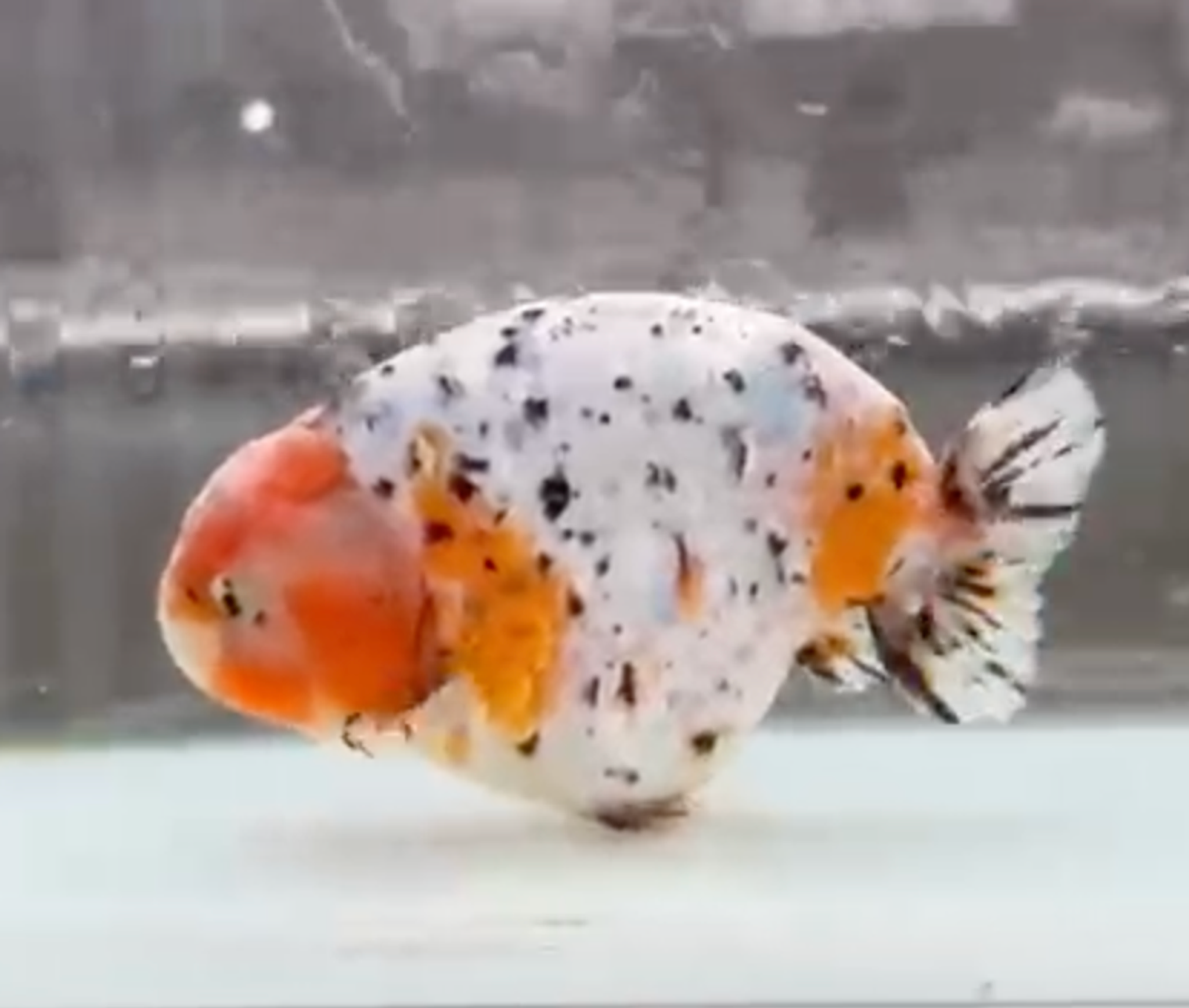 RANCHU CALICOW