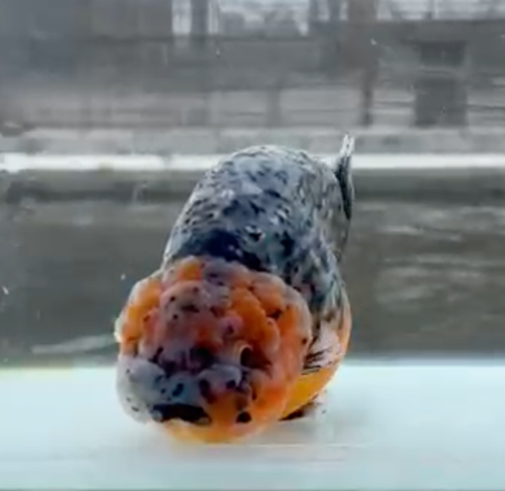 RANCHU KIRIN