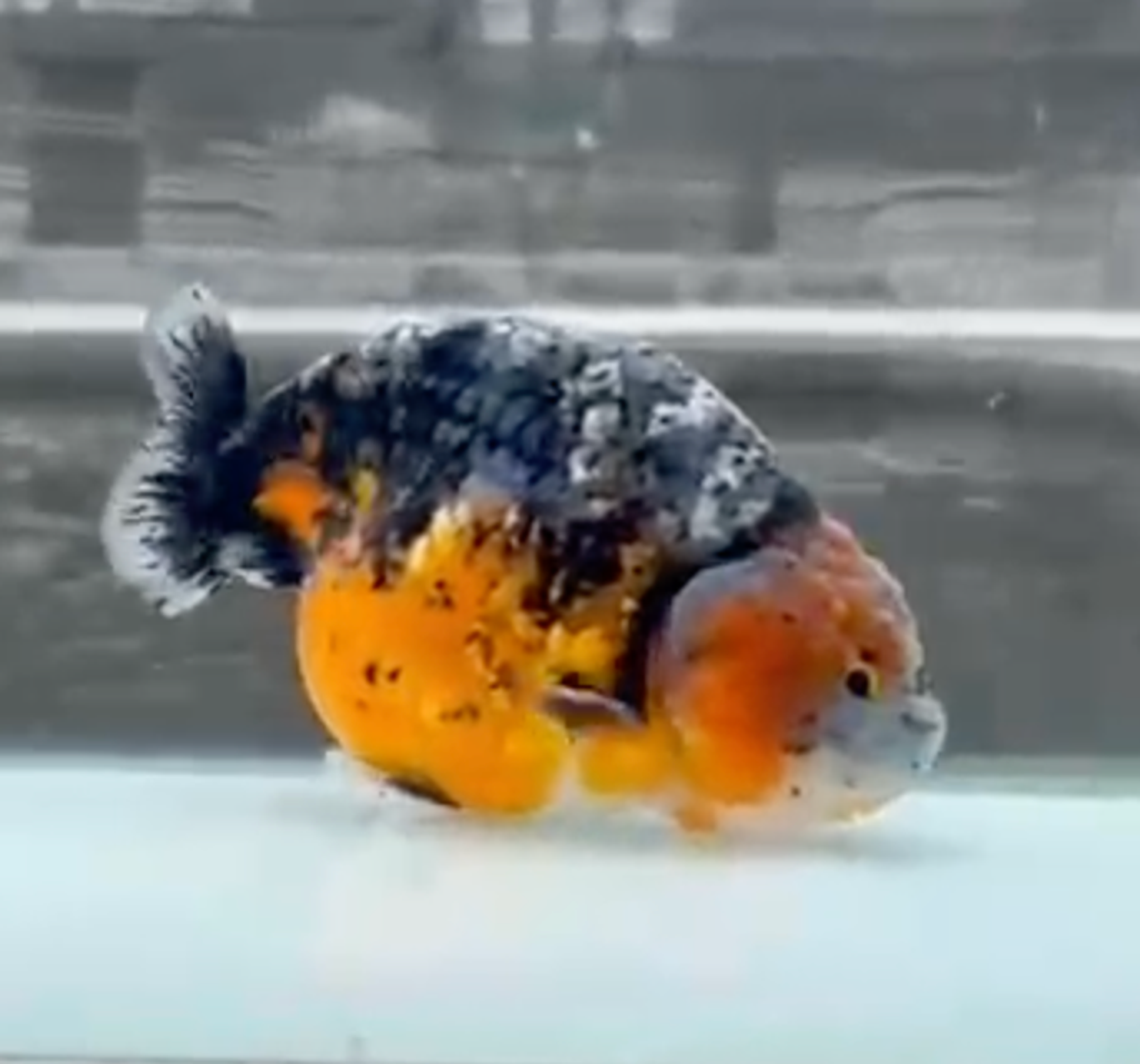 RANCHU KIRIN