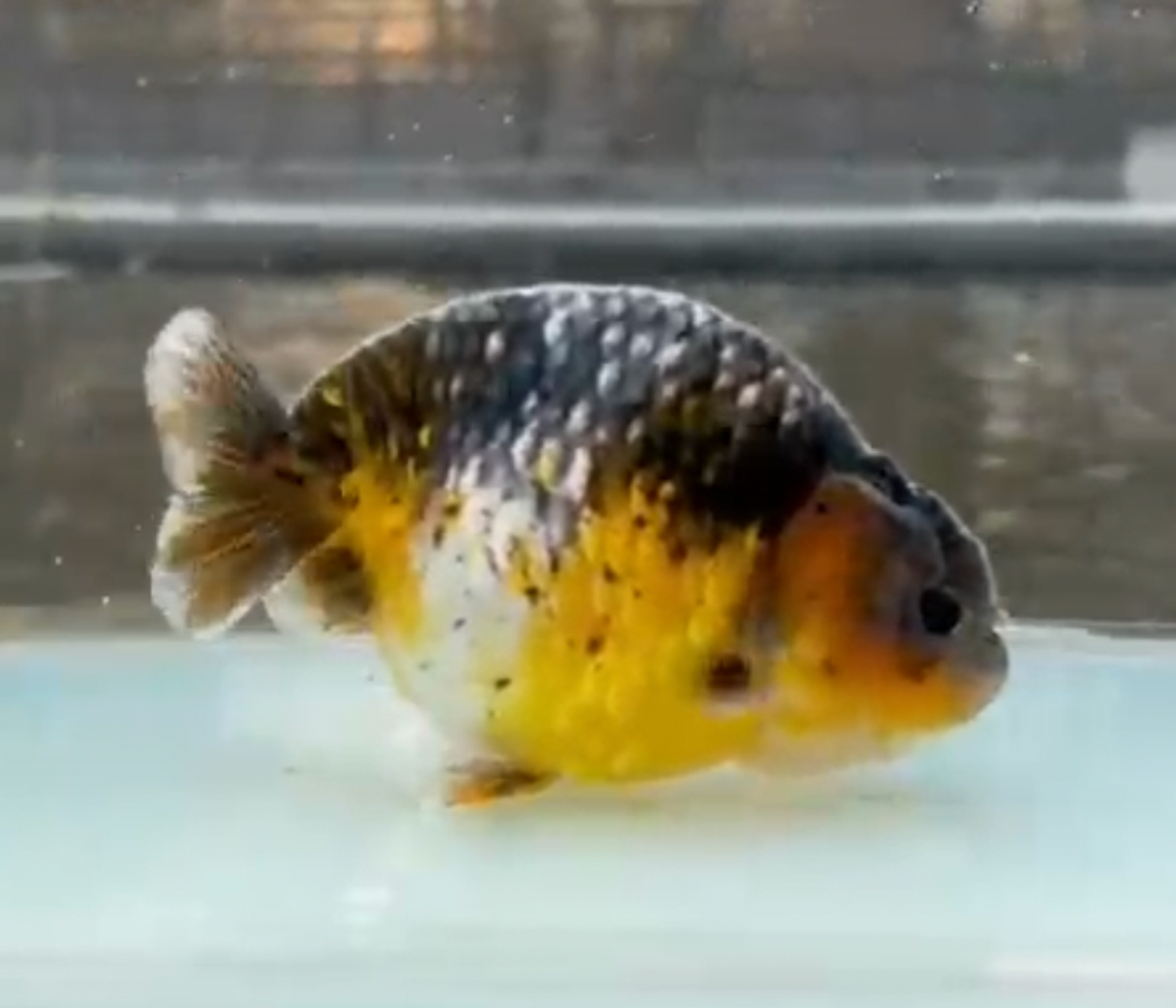 RANCHU KIRIN BLUEBASE SUPER