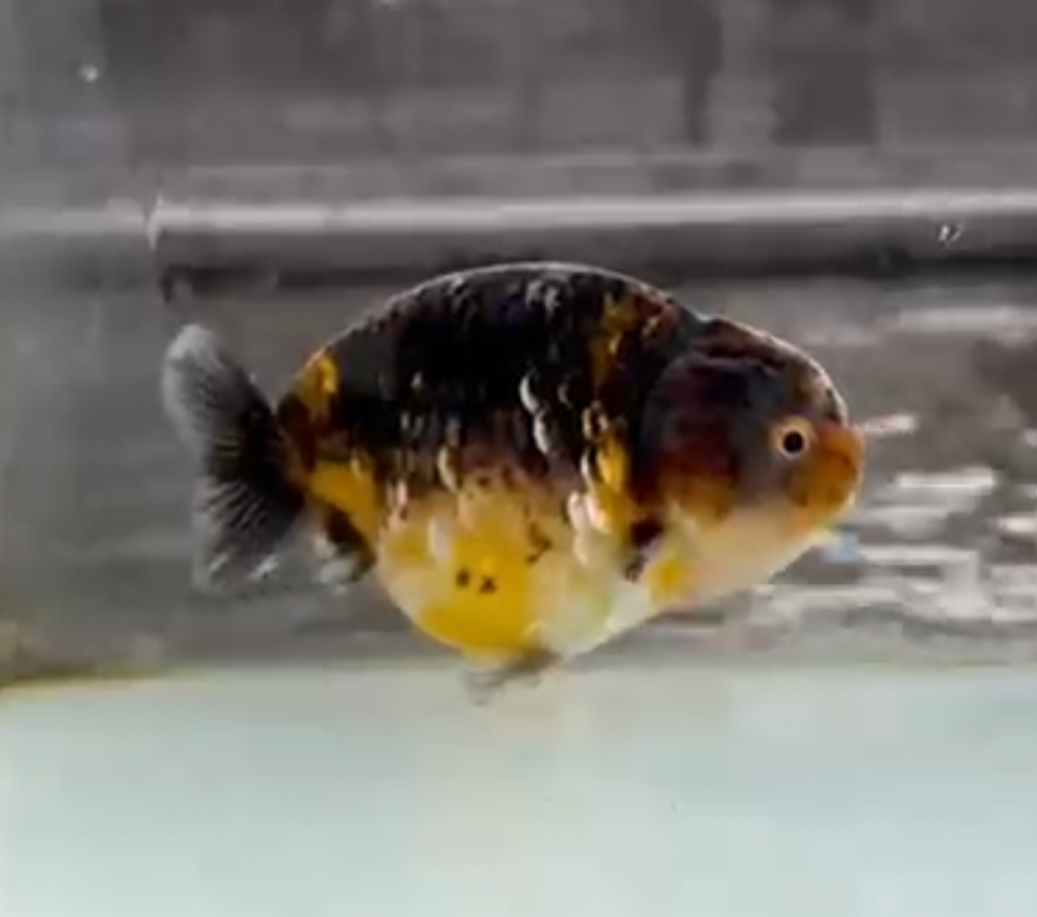 RANCHU KIRIN BLUEBASE