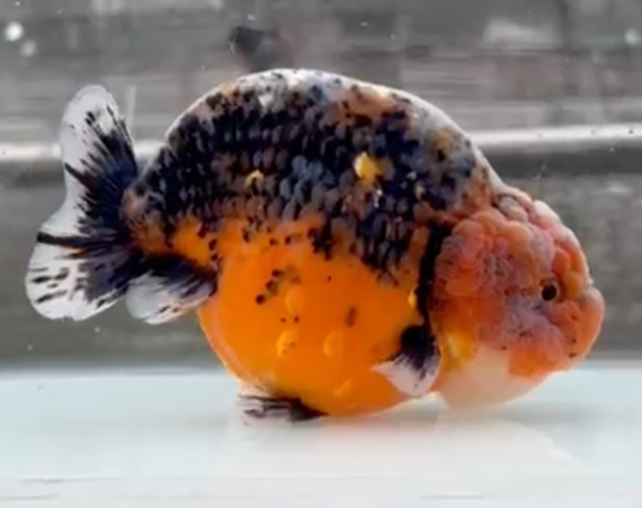RANCHU KIRIN
