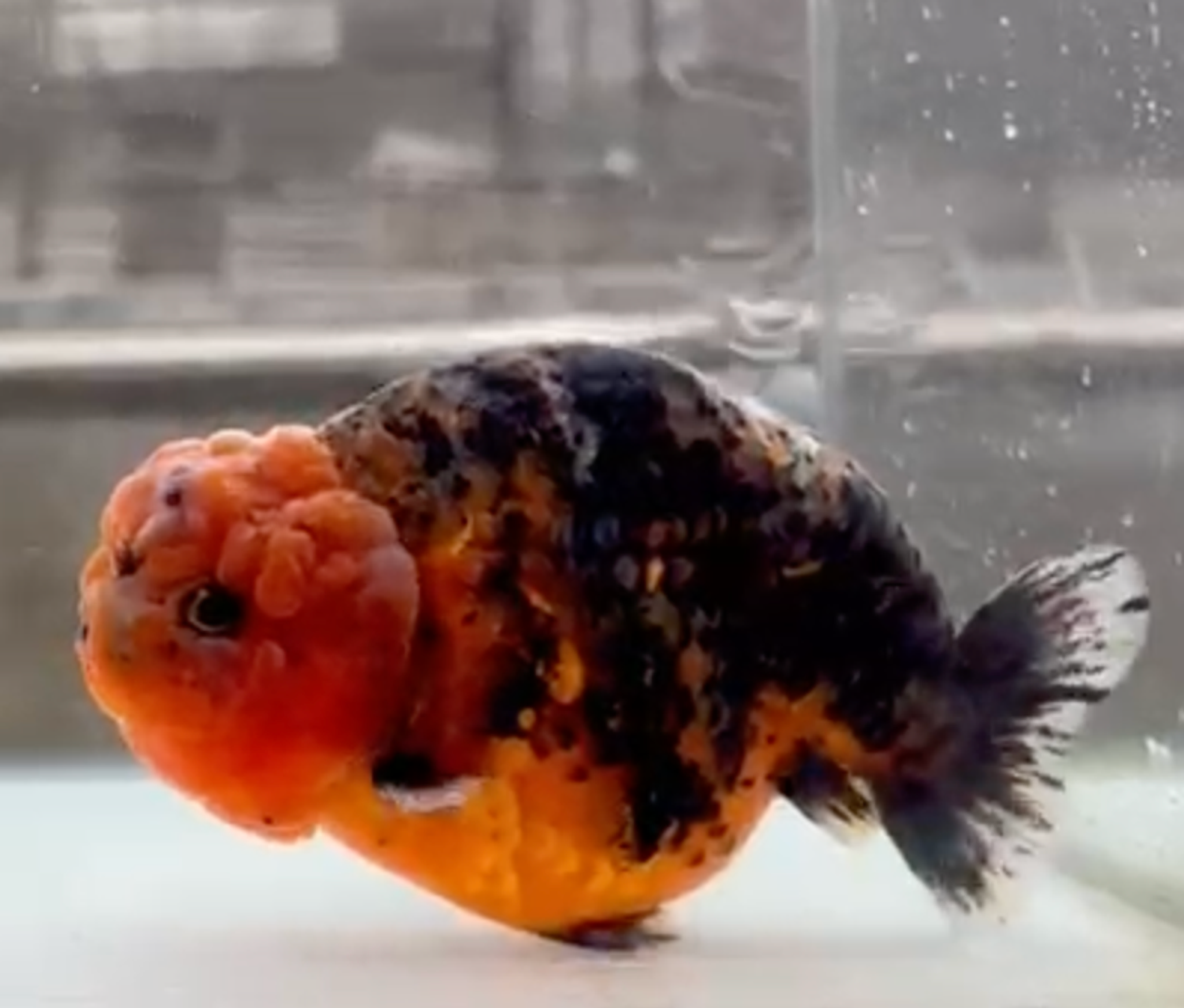 RANCHU KIRIN