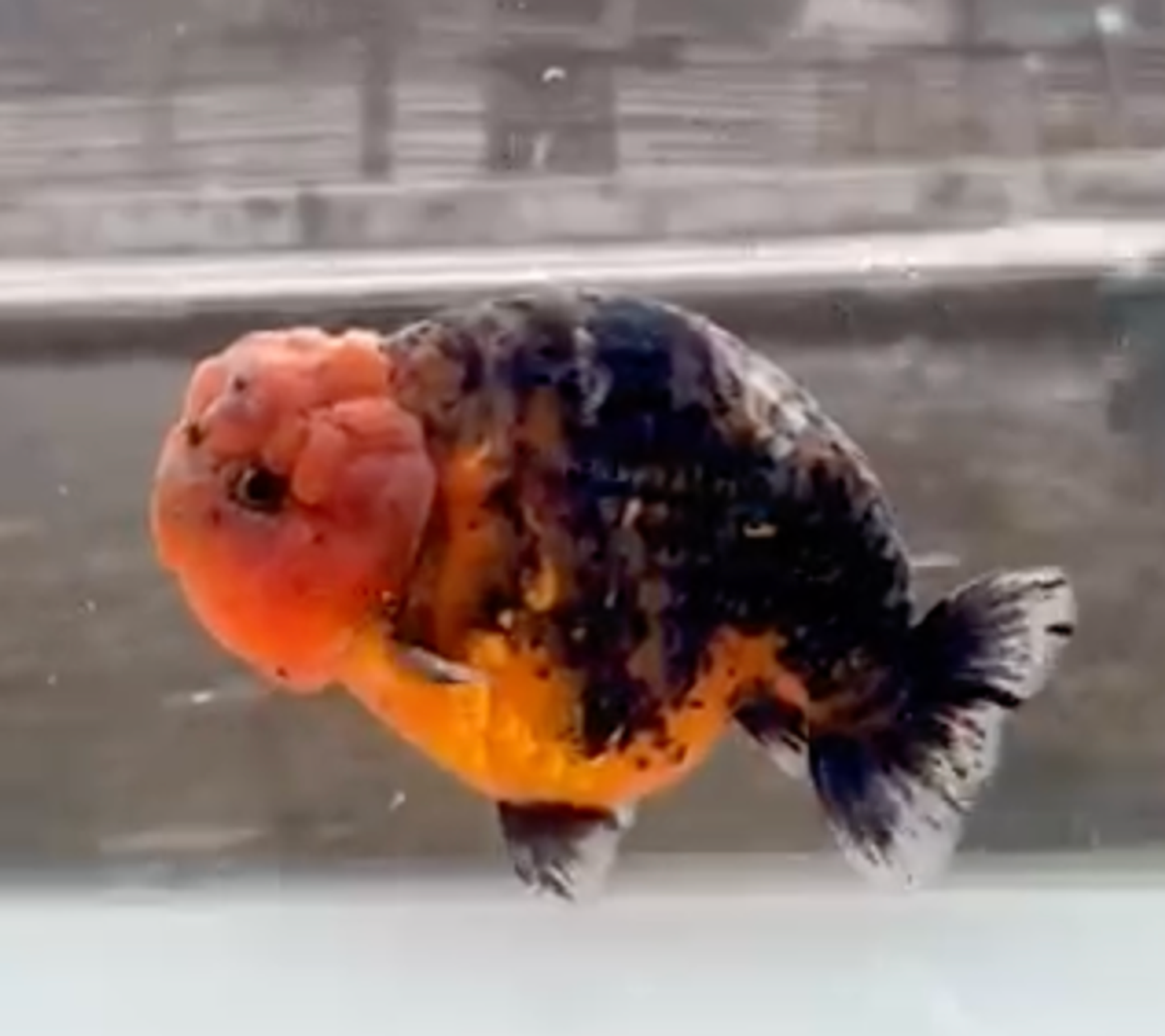 RANCHU KIRIN