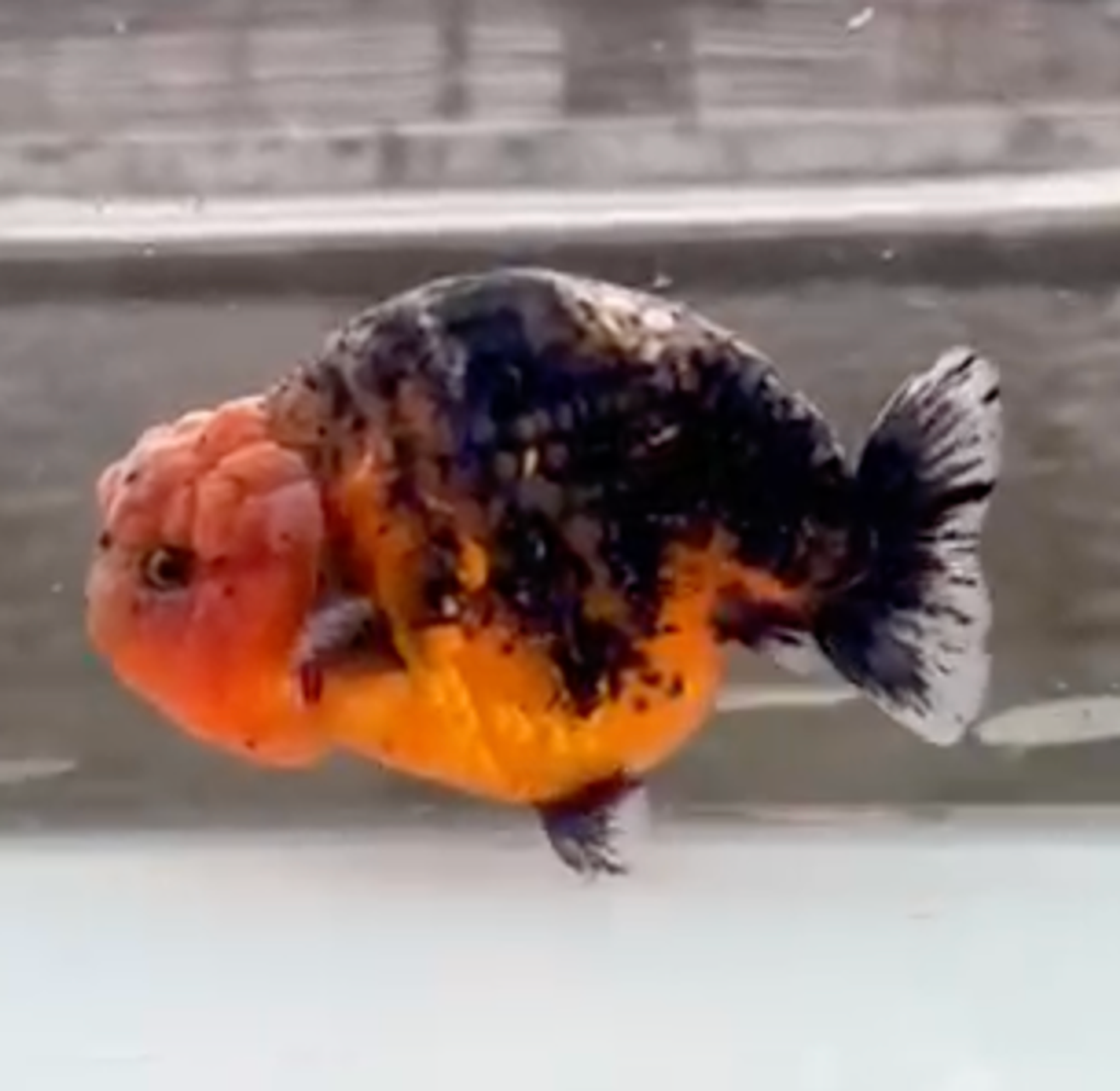 RANCHU KIRIN