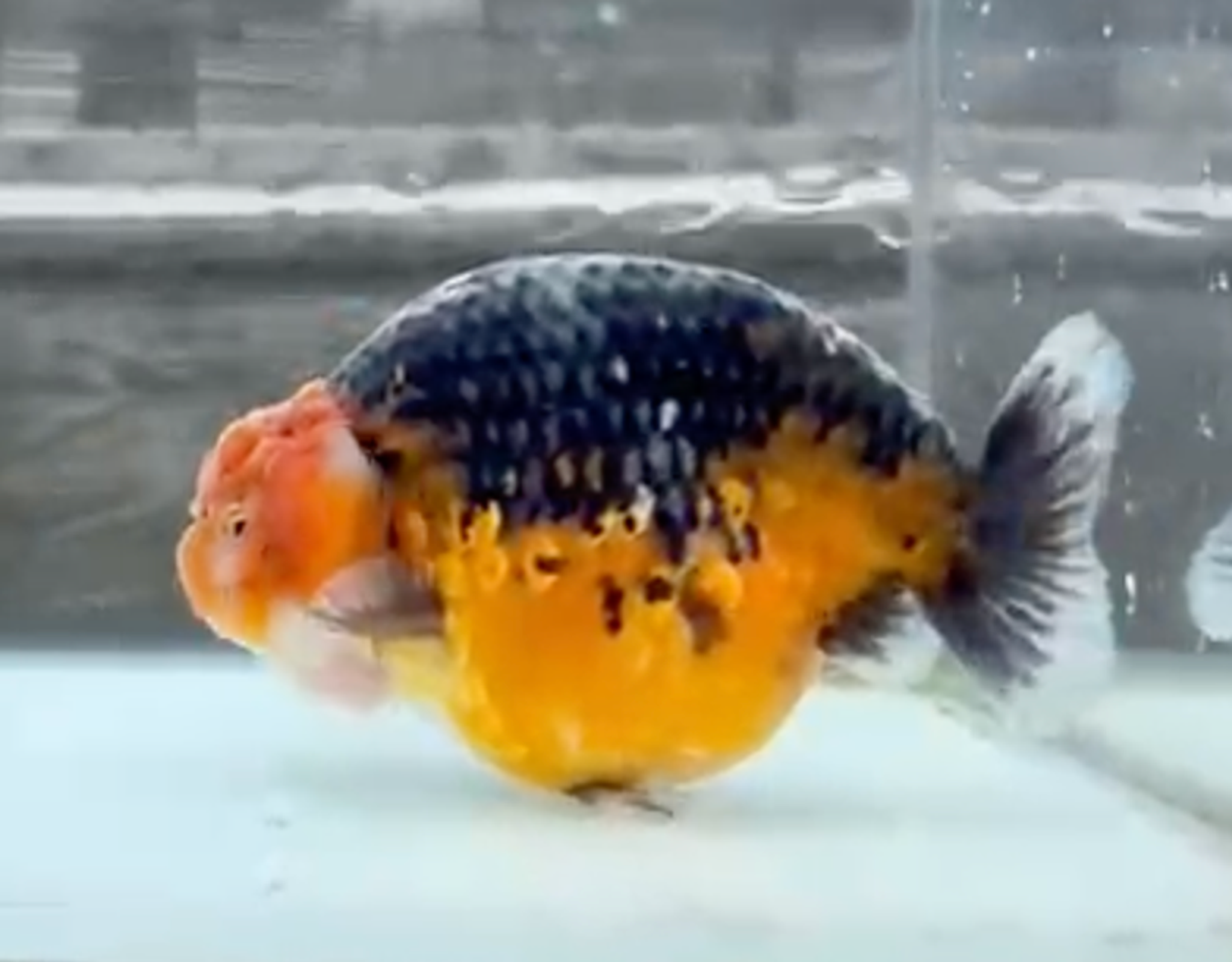 RANCHU KIRIN