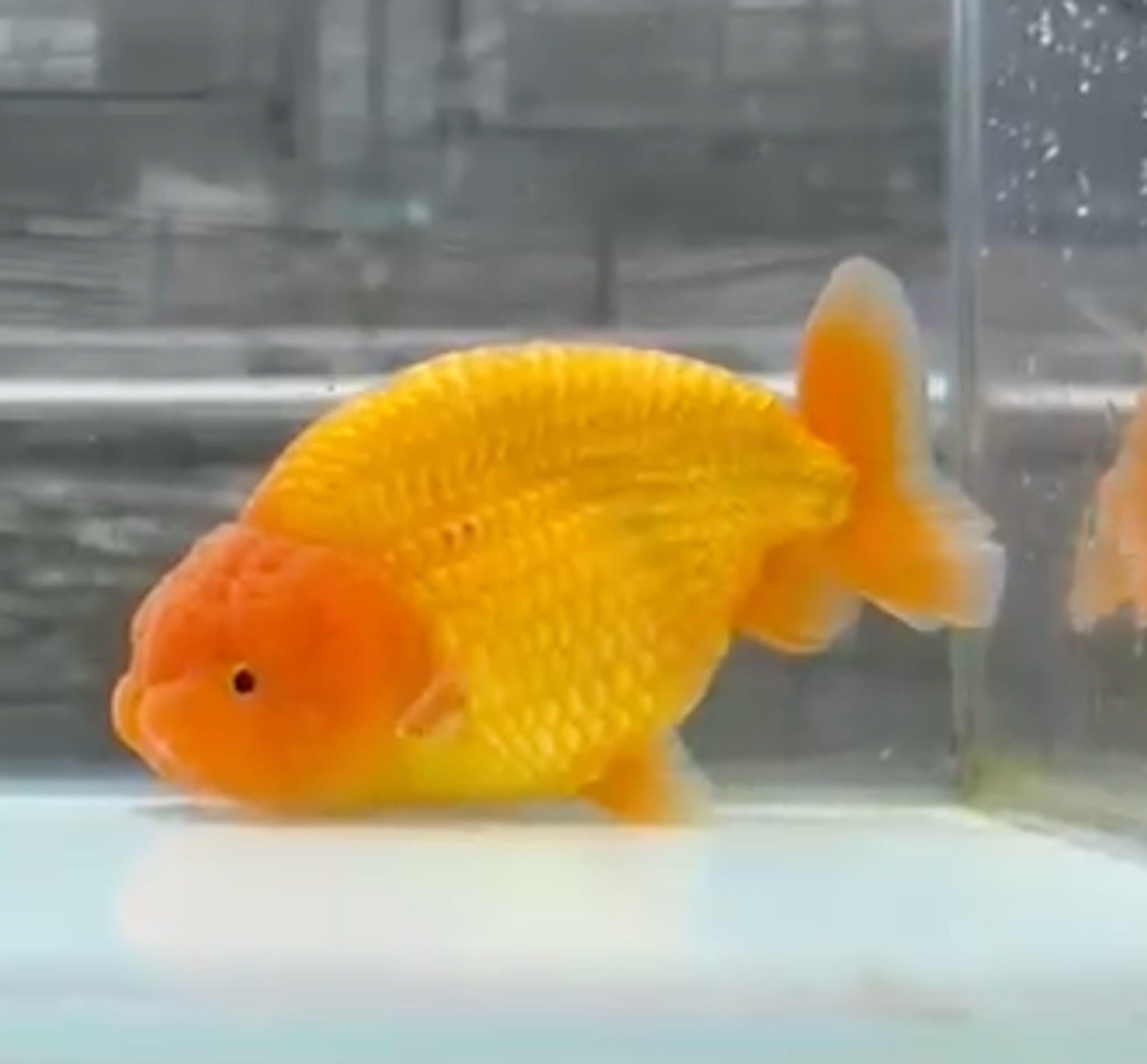 RANCHU PONYO RED