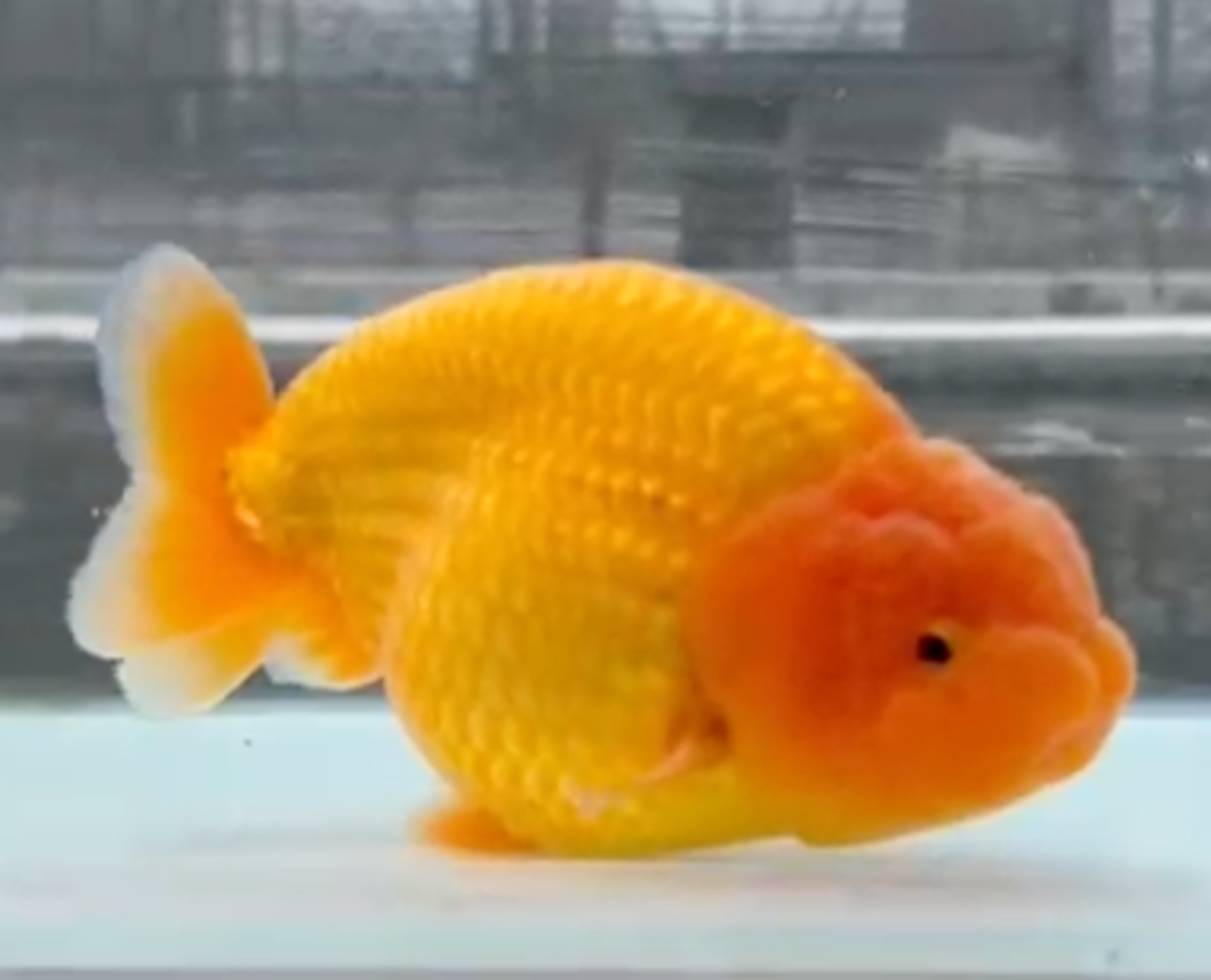 RANCHU PONYO RED
