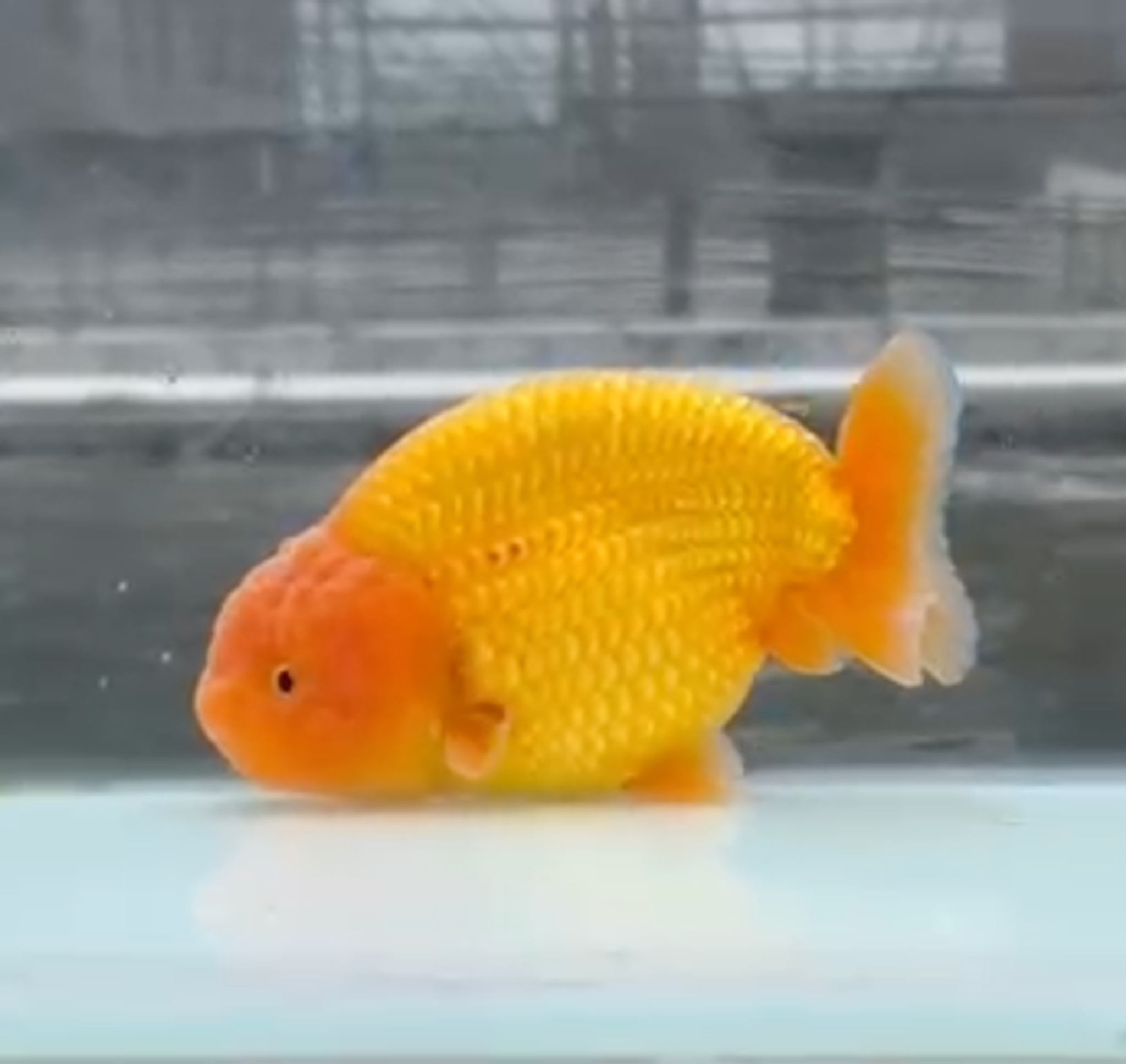 RANCHU PONYO RED