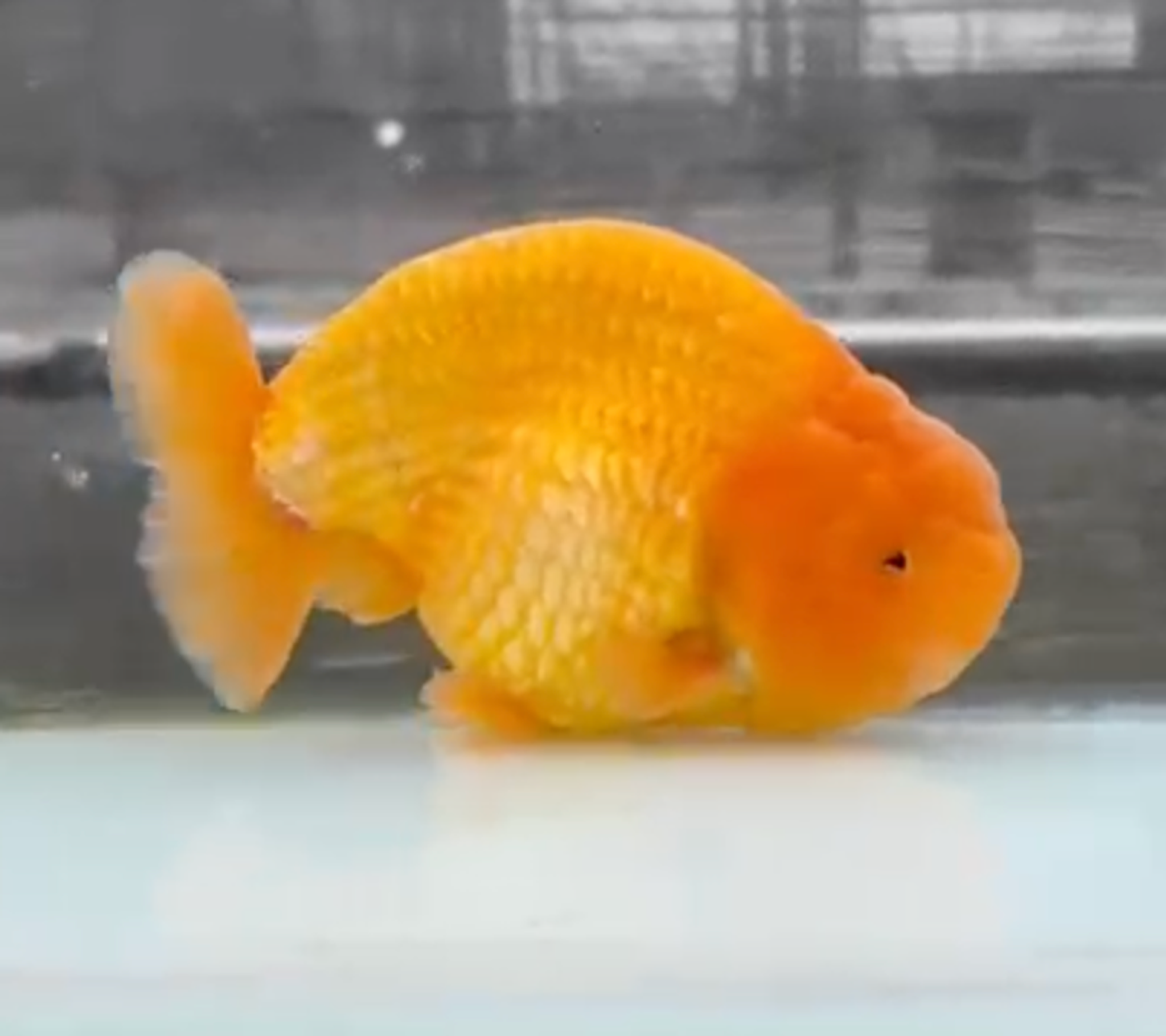 RANCHU RED SUNKIST