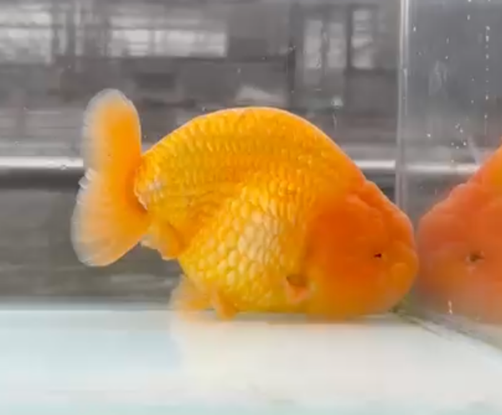 RANCHU RED SUNKIST
