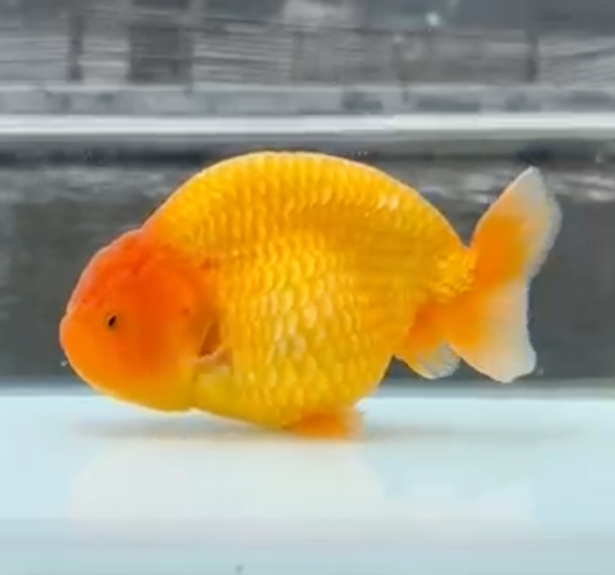 RANCHU RED SUNKIST