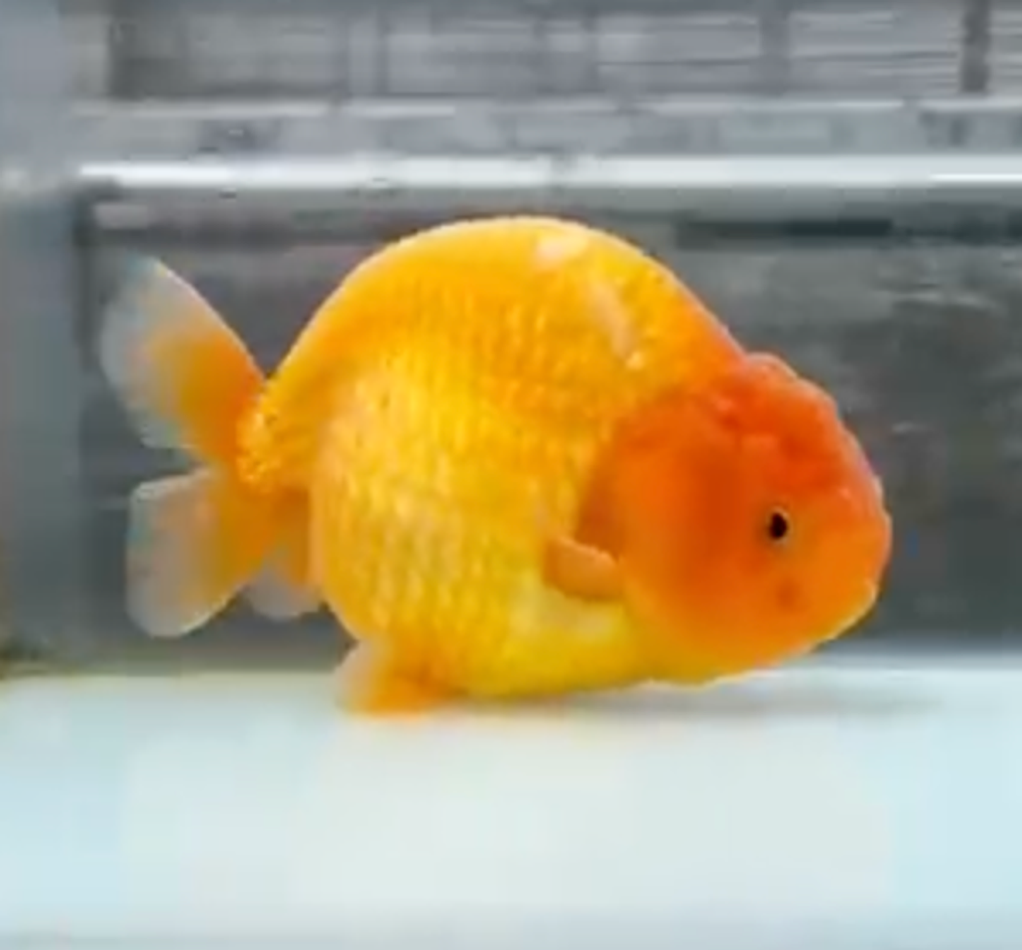 RANCHU RED SUNKIST
