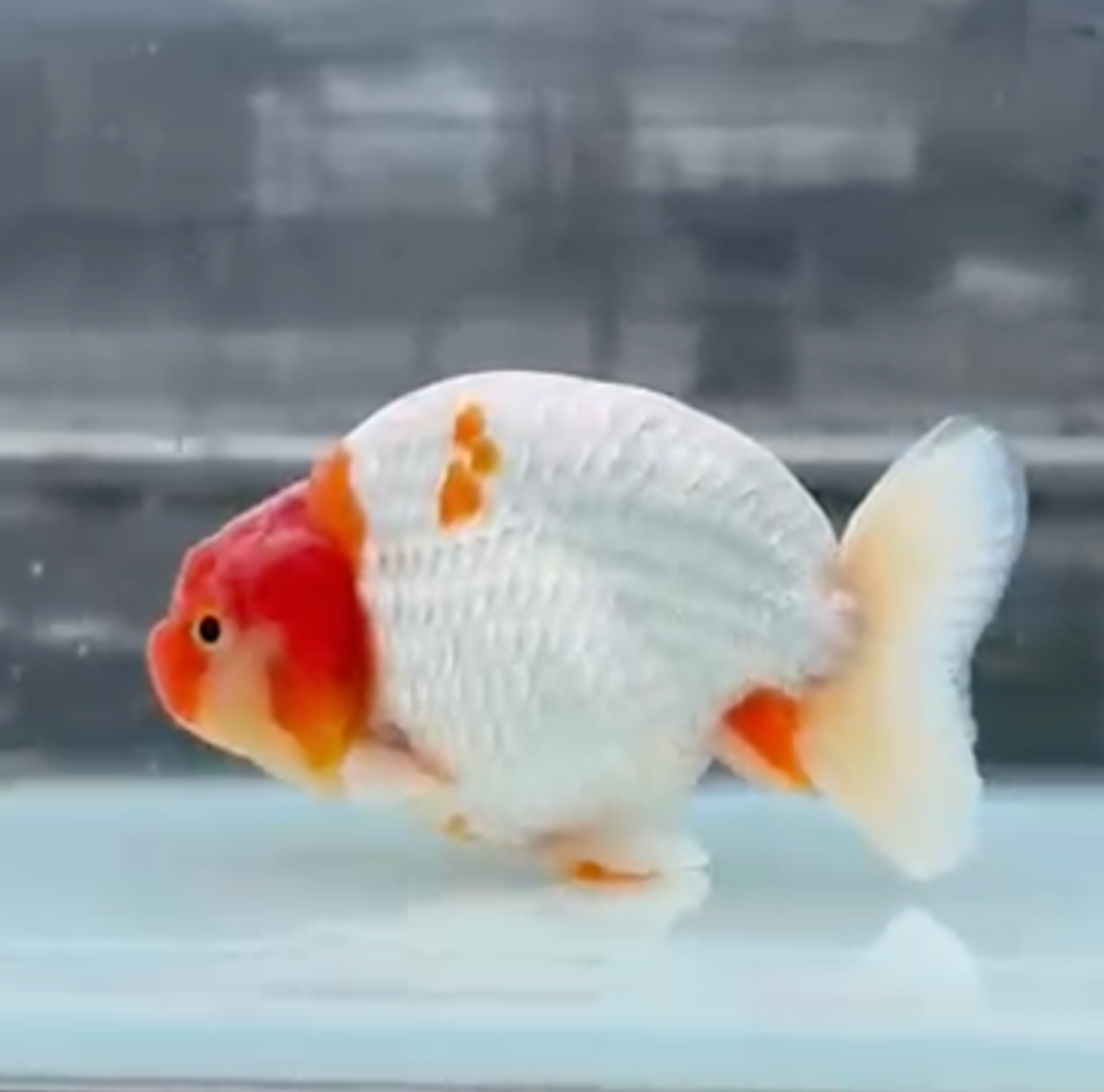 RANCHU REDWHITE