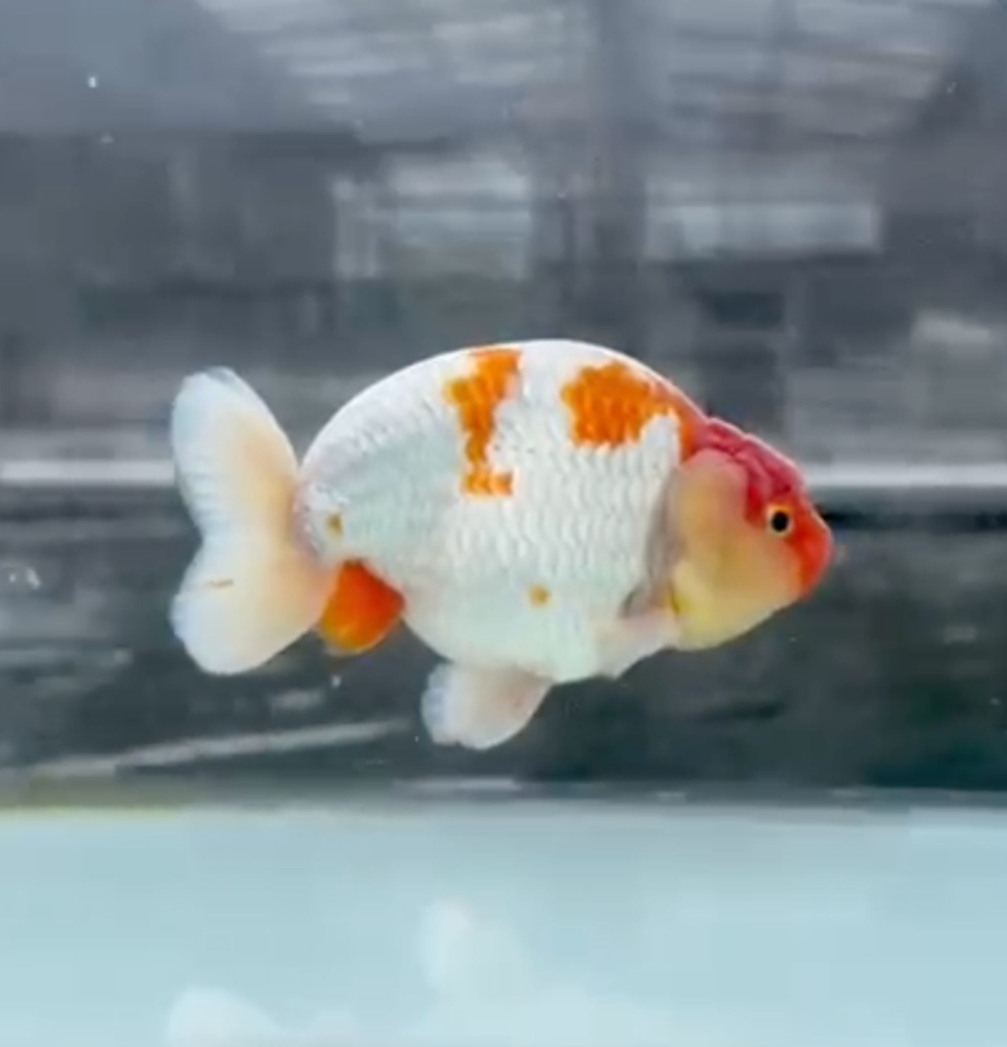 RANCHU REDWHITE