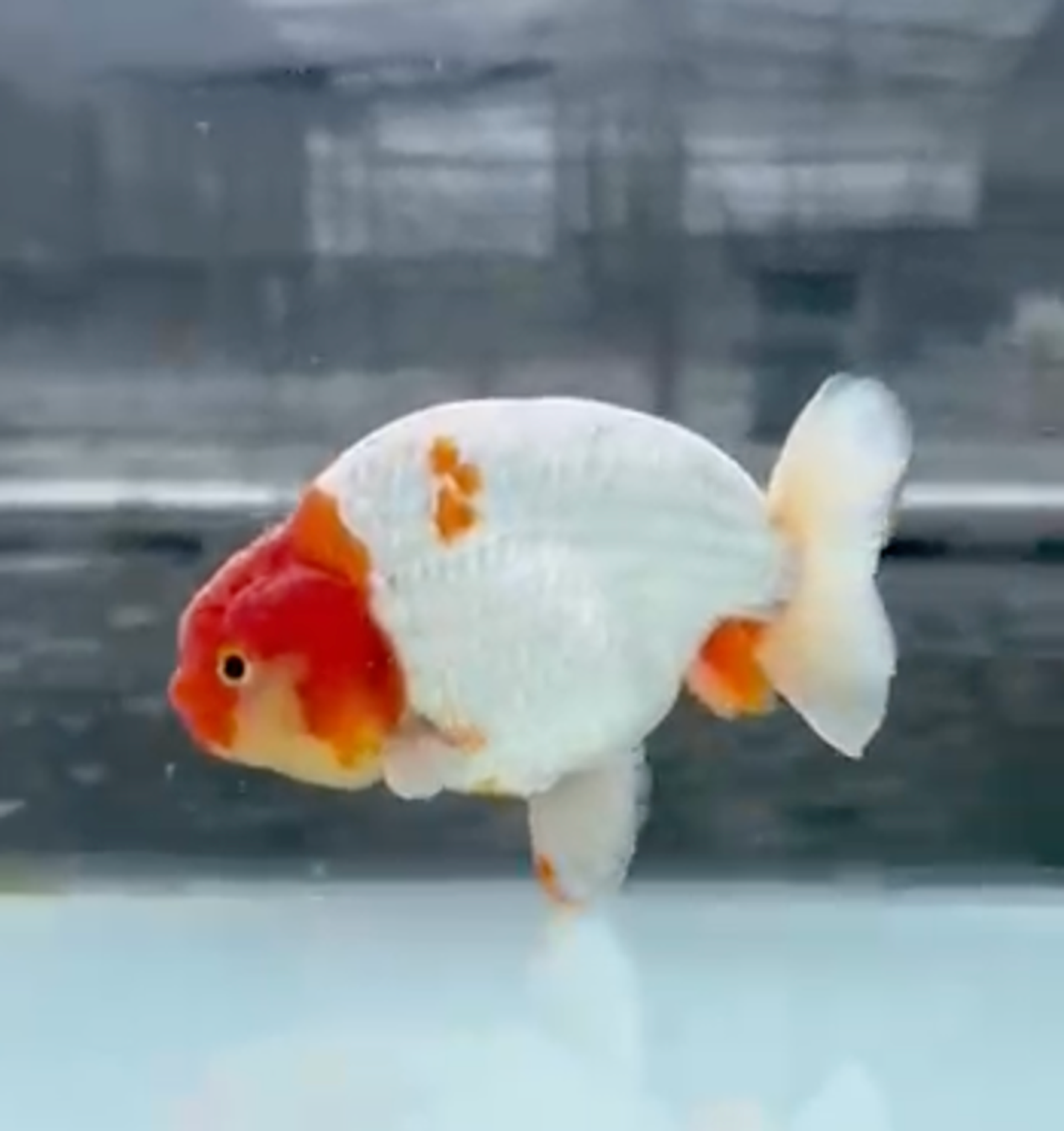 RANCHU REDWHITE