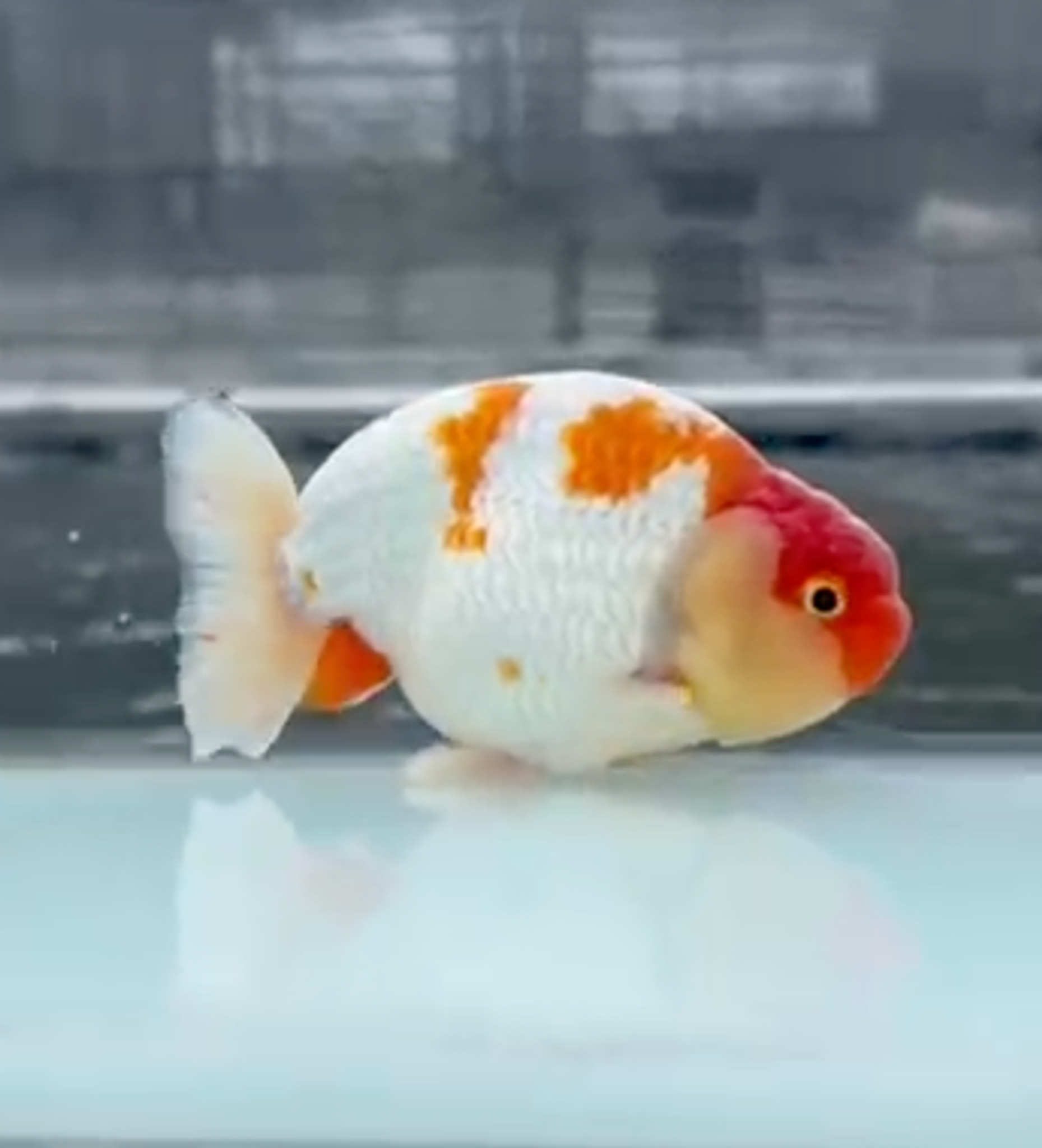 RANCHU REDWHITE