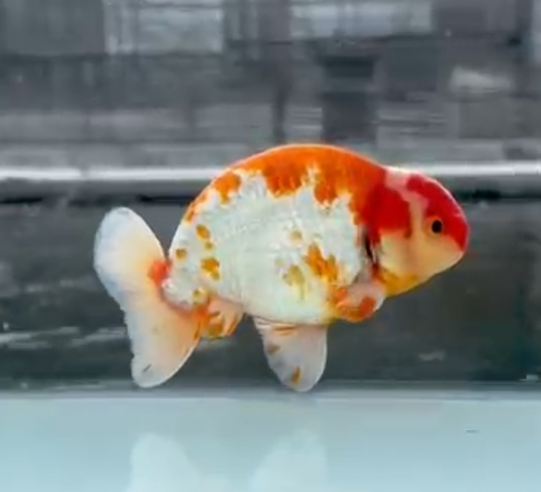 RANCHU REDWHIT
