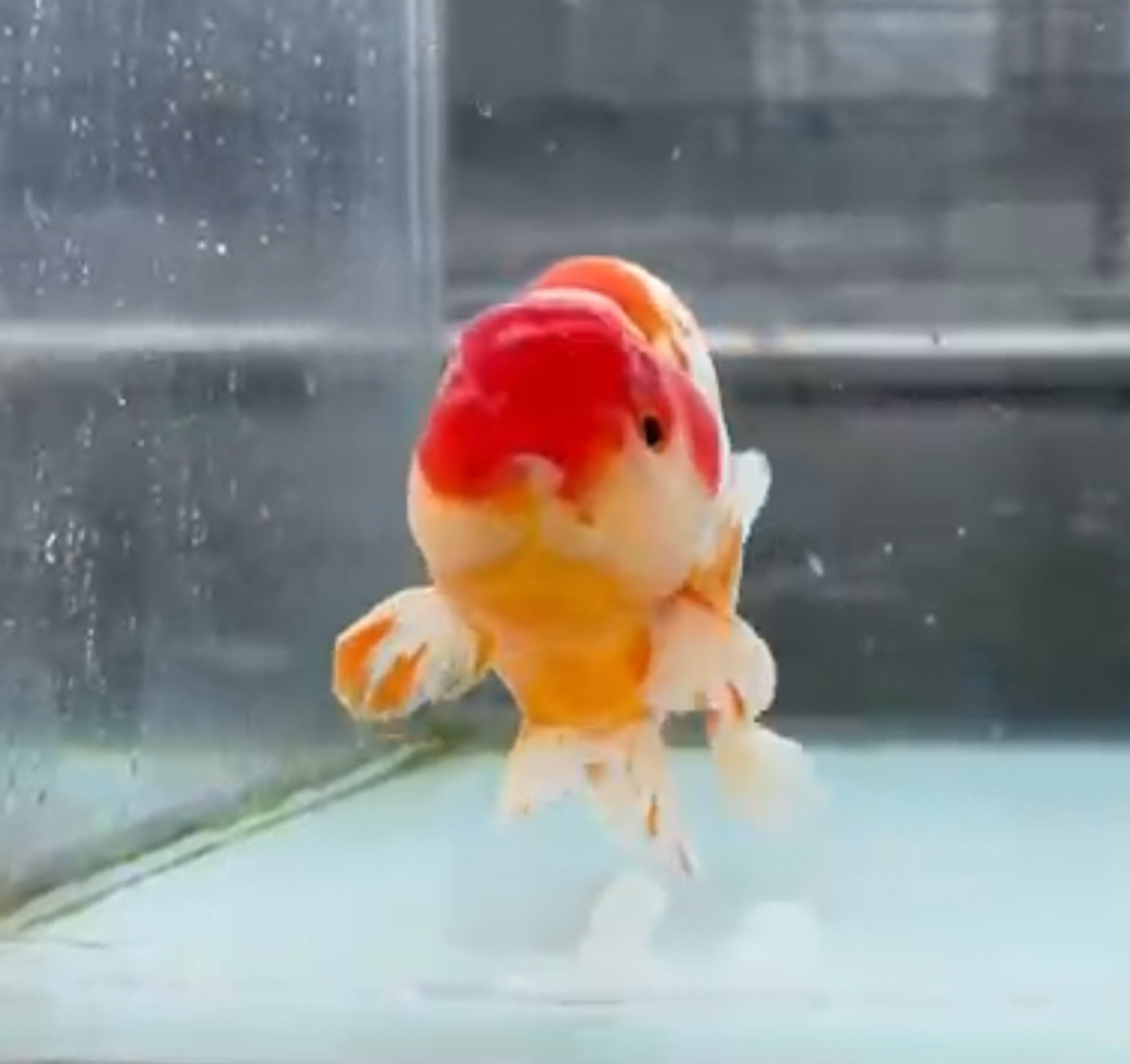 RANCHU REDWHIT