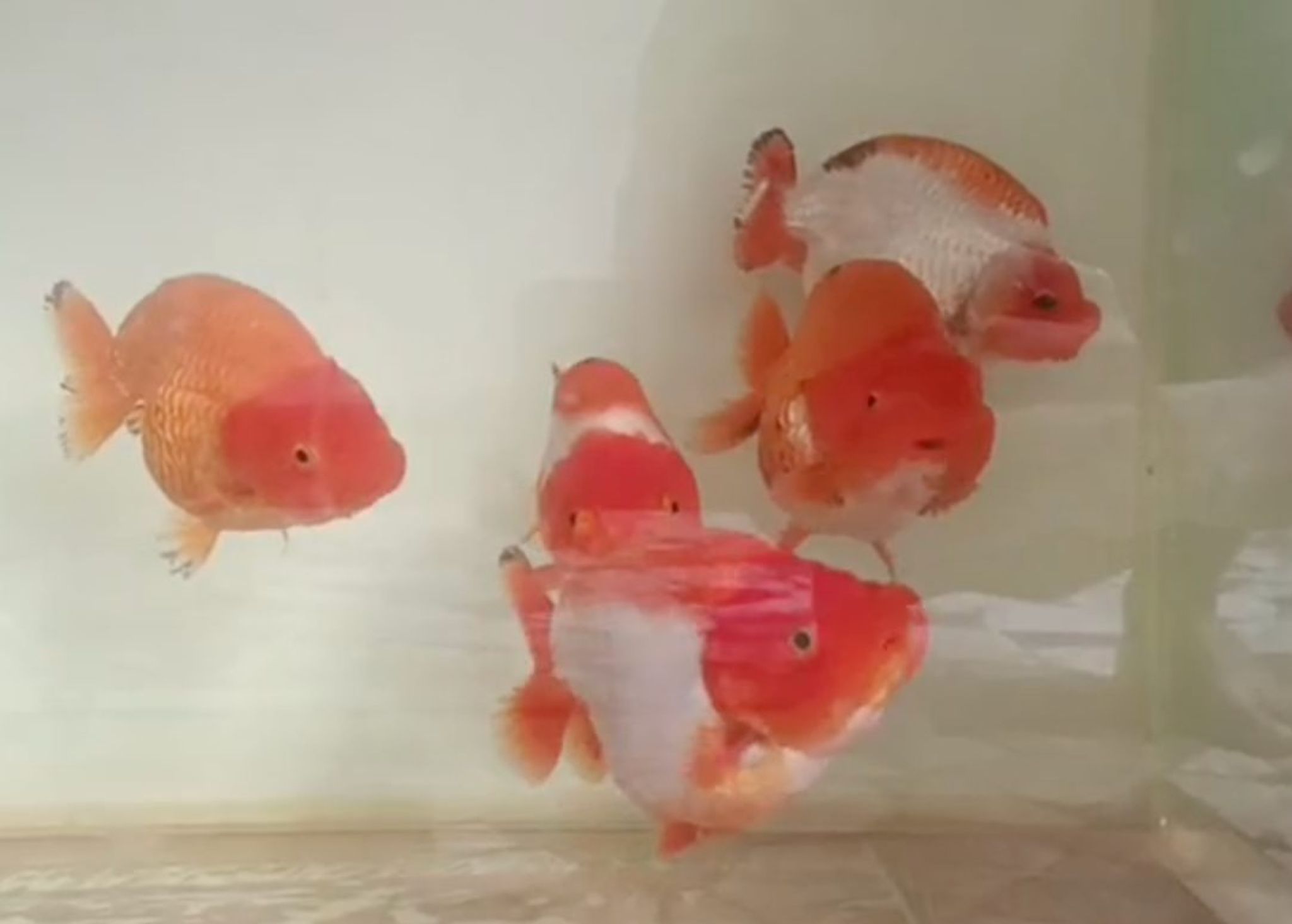 RANCHU REDWHITE - From INDONESIA