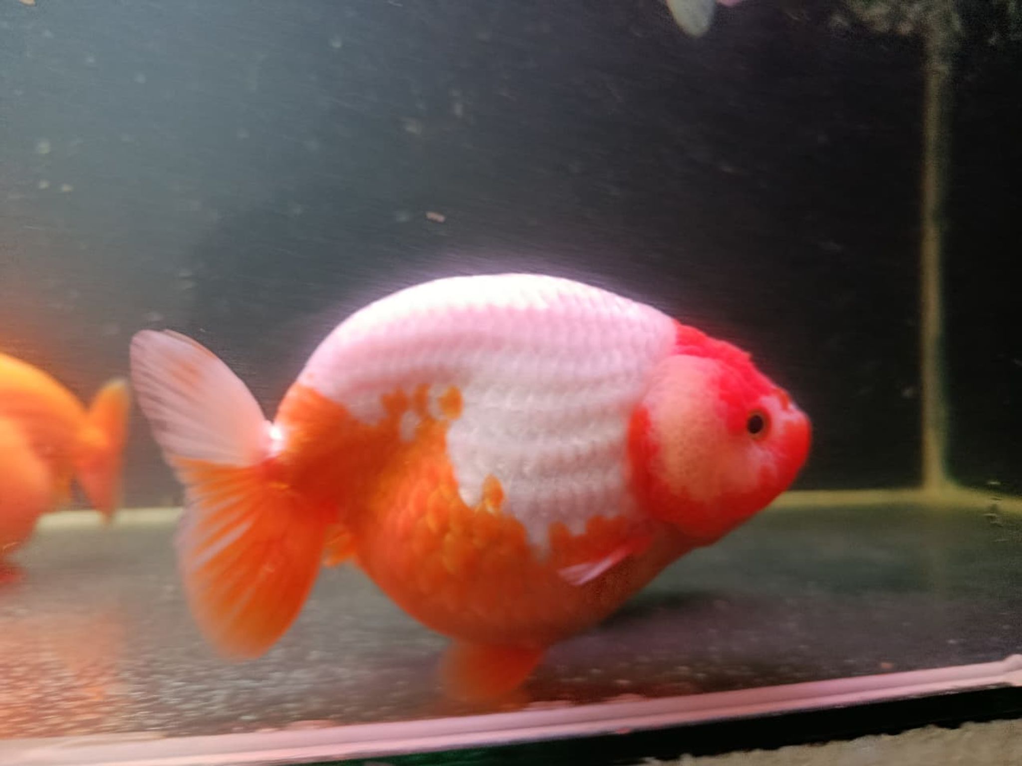 RANCHU REDWHITE