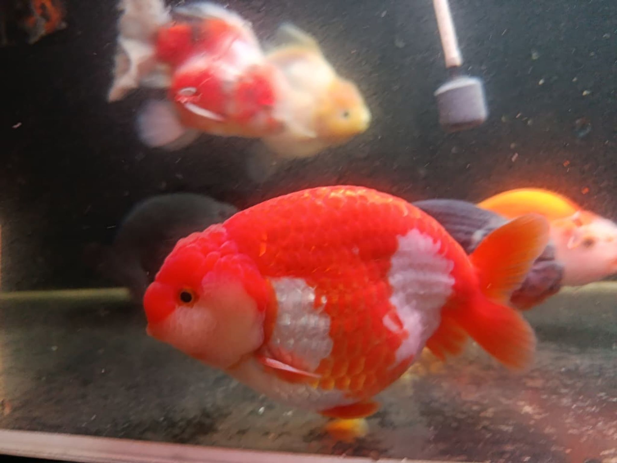 RANCHU REDWHITE