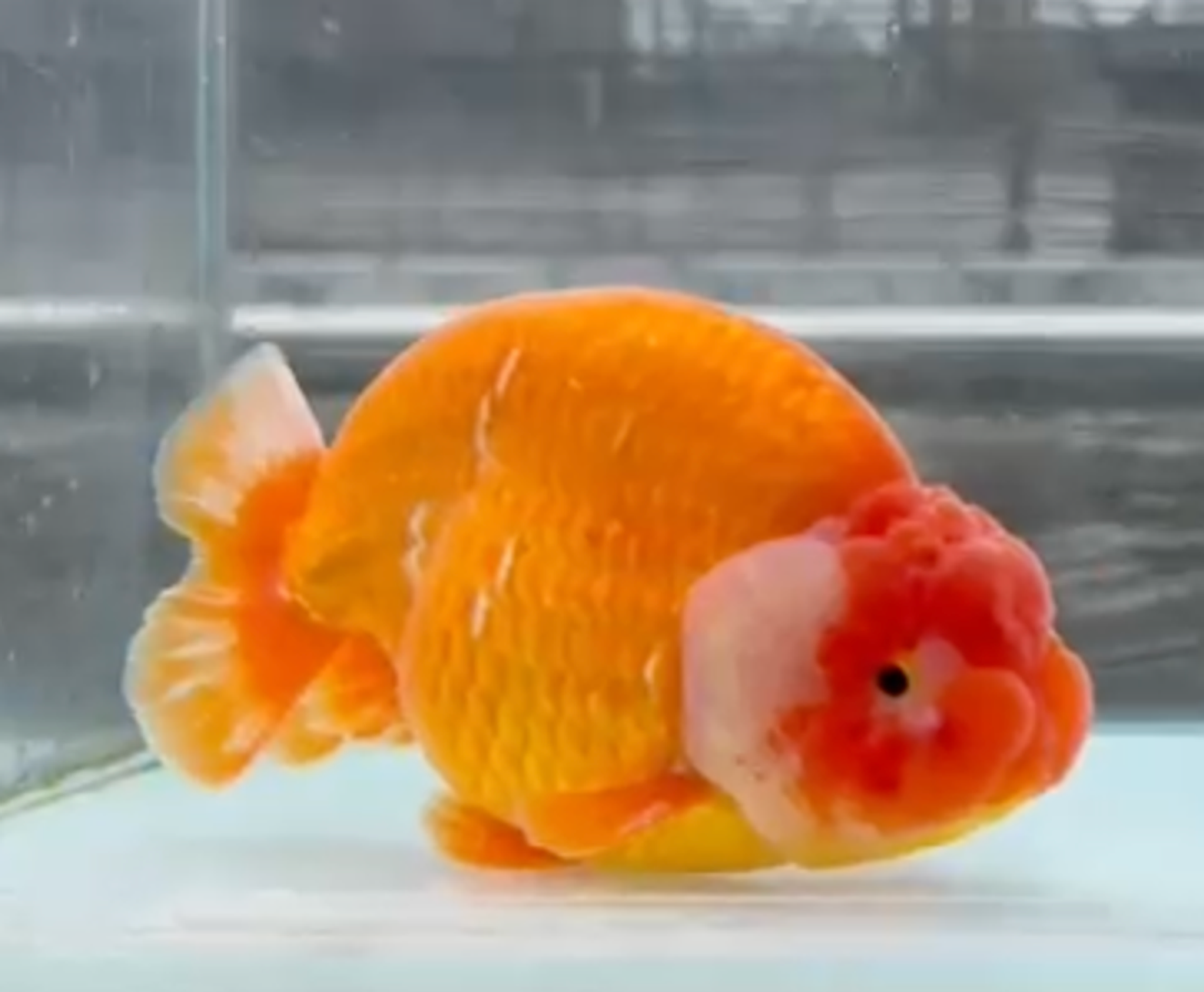 RANCHU REDWHITE
