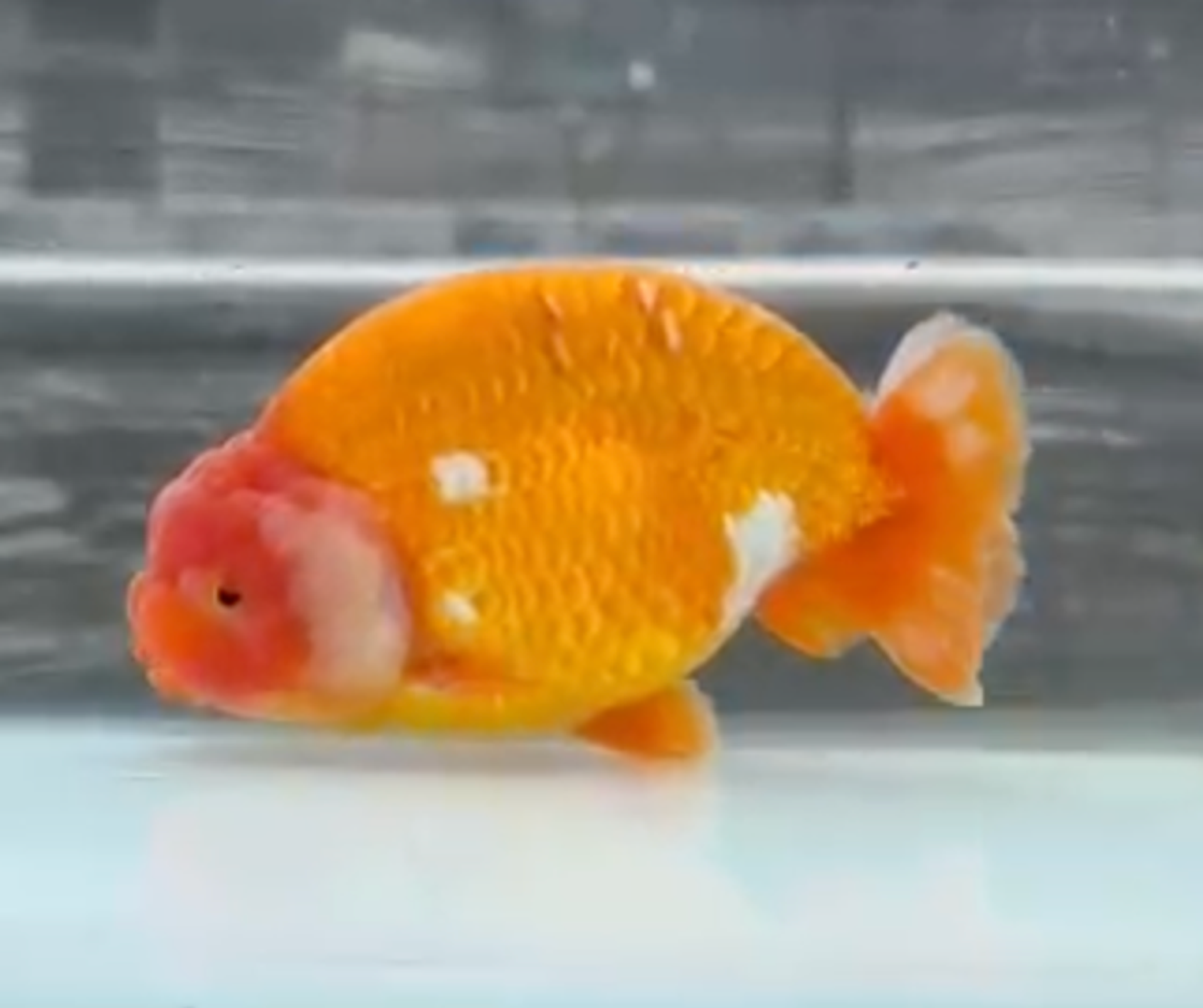 RANCHU REDWHITE