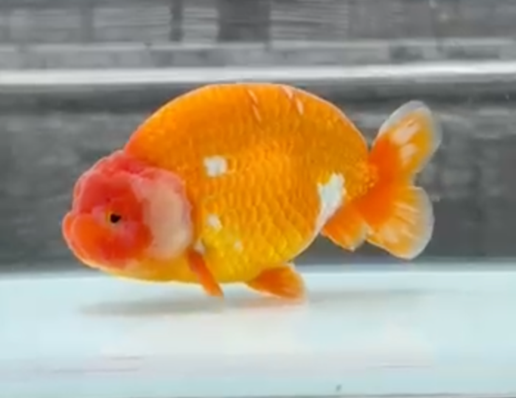 RANCHU REDWHITE