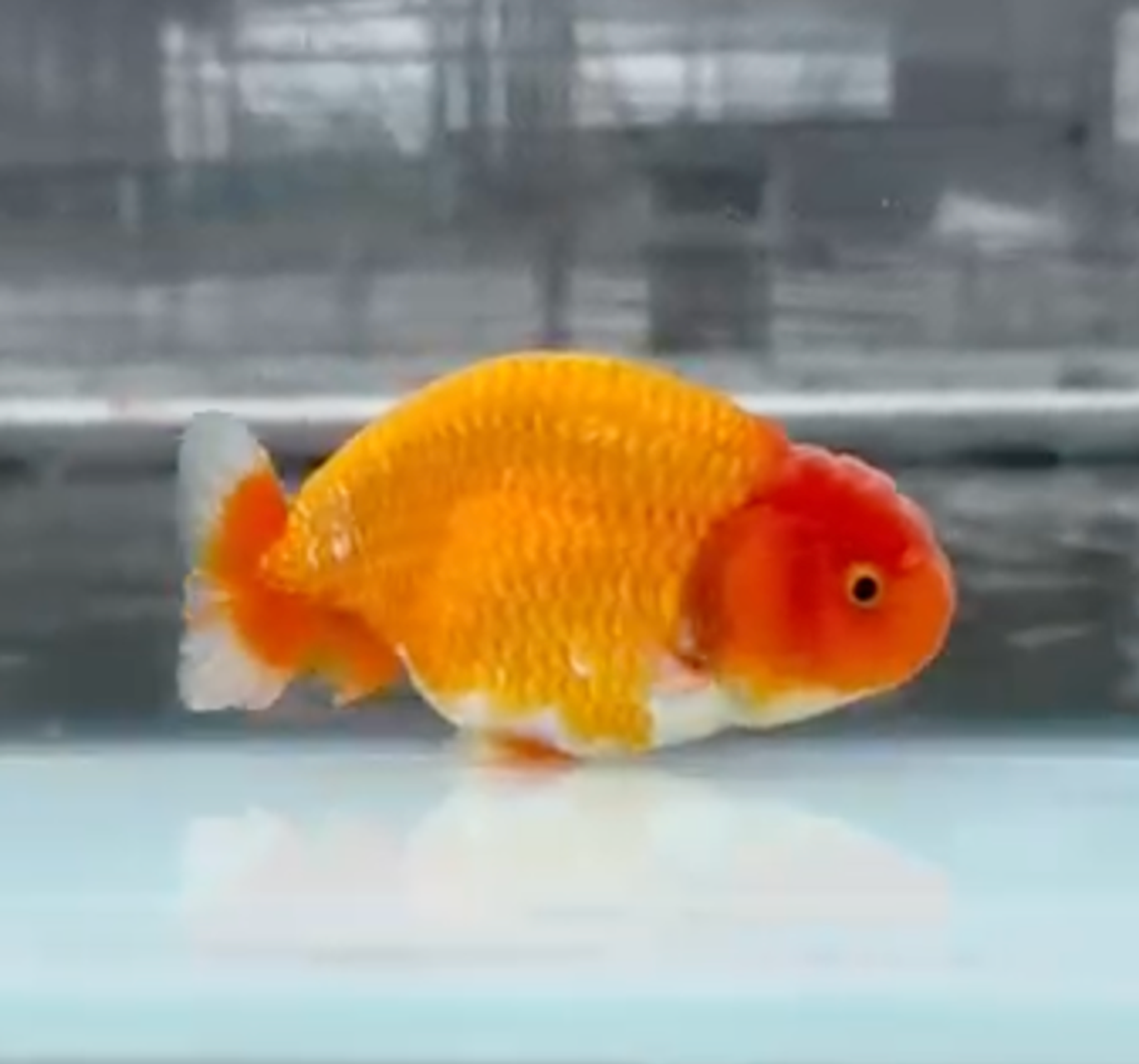 RANCHU REDWHITE