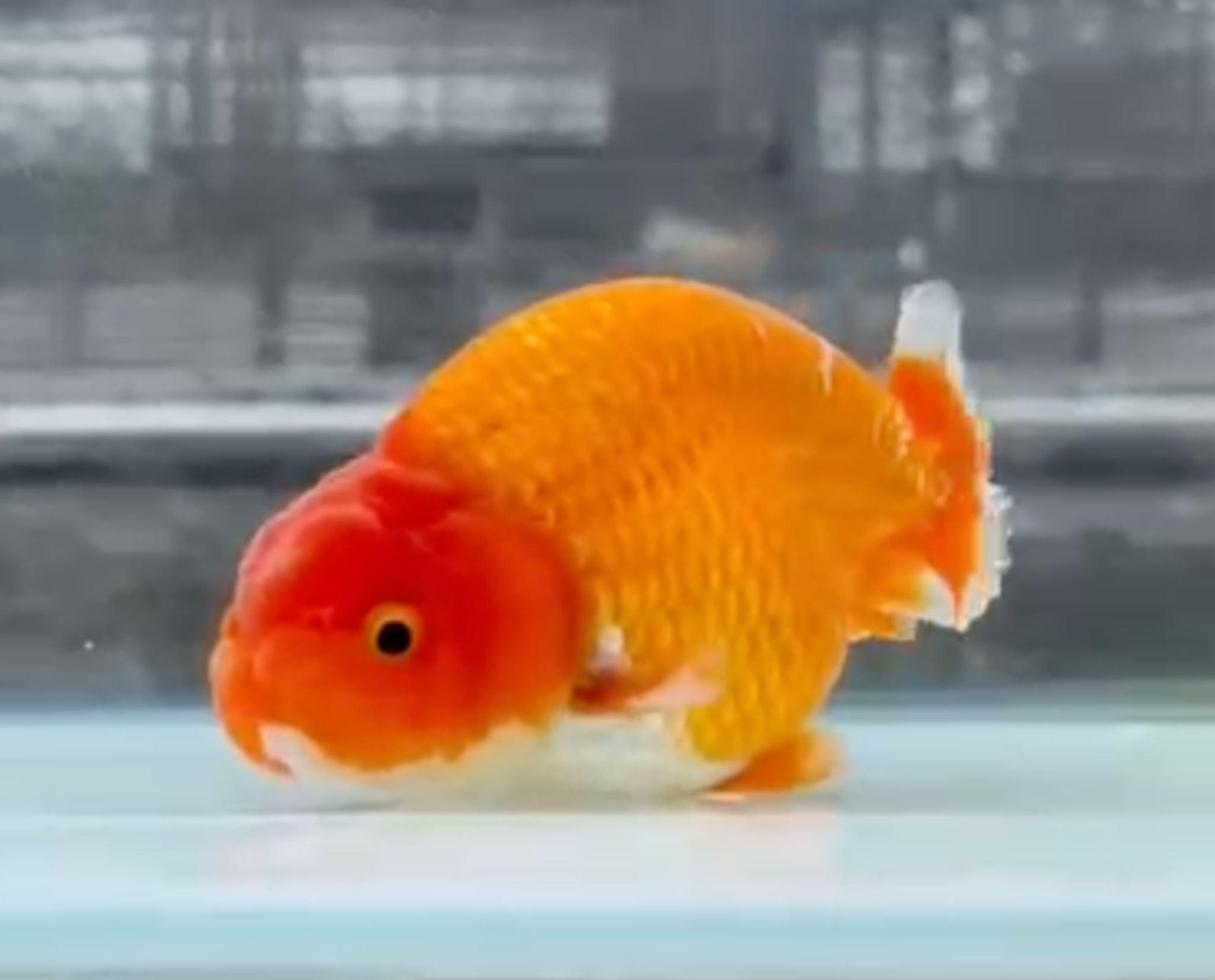 RANCHU REDWHITE