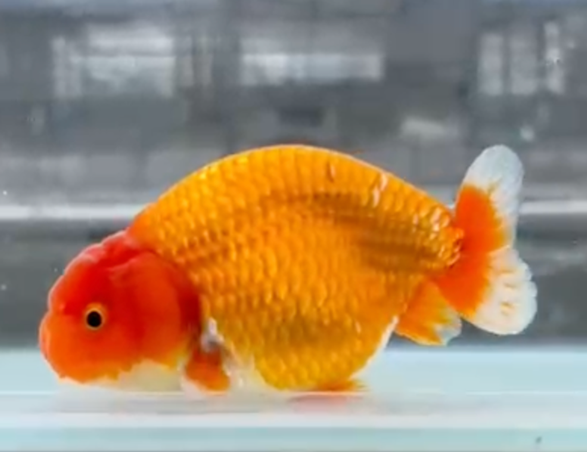 RANCHU REDWHITE
