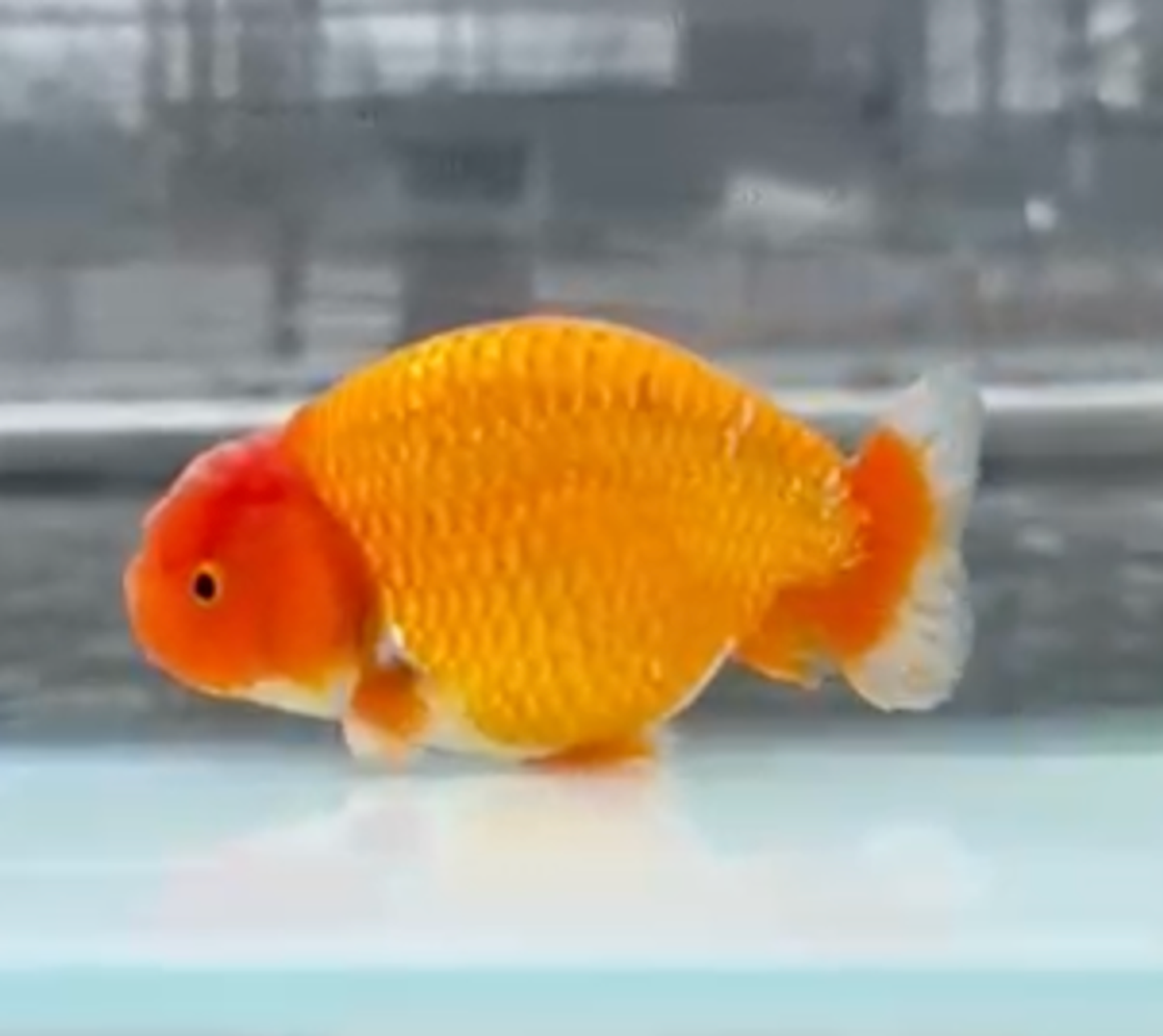 RANCHU REDWHITE
