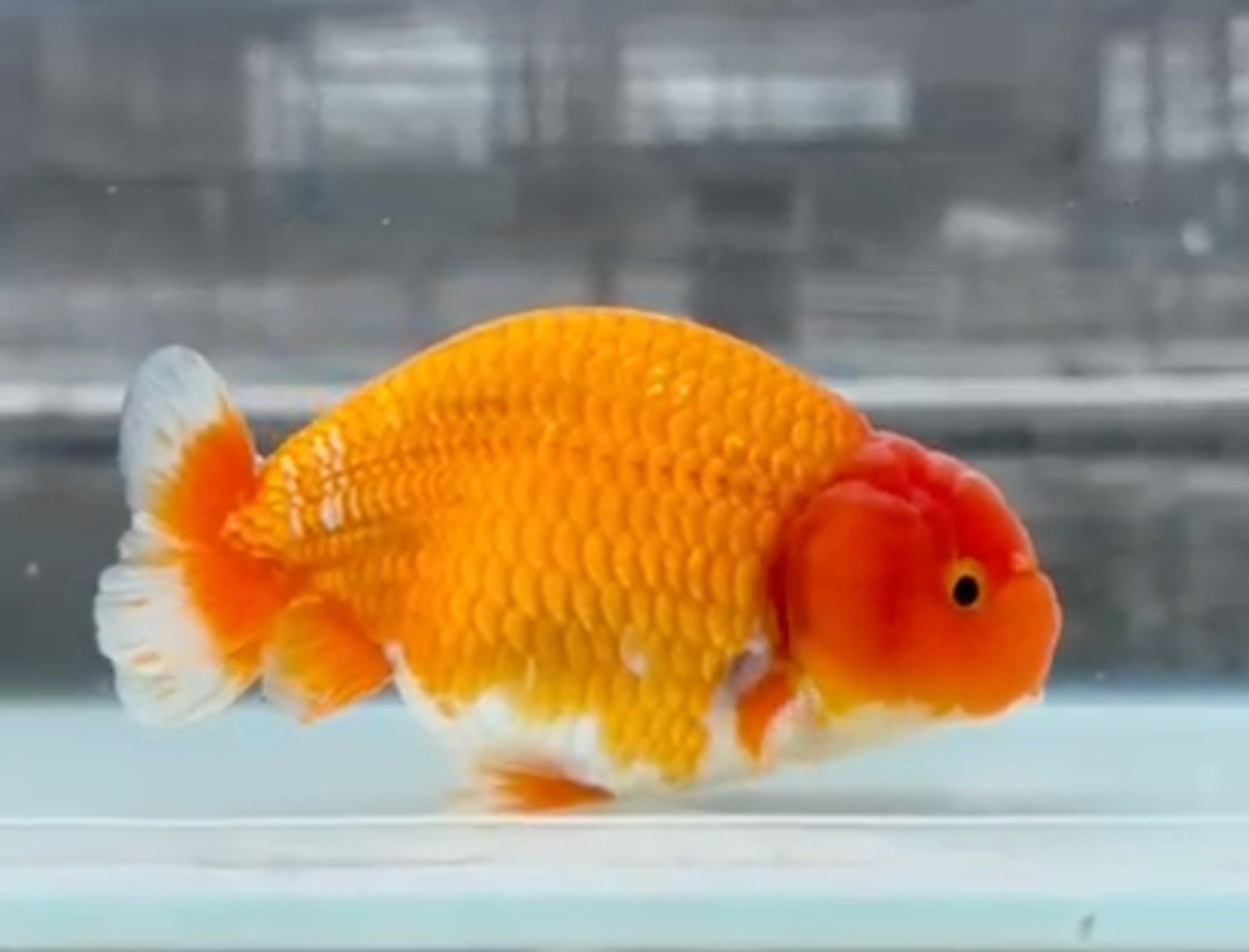 RANCHU REDWHITE