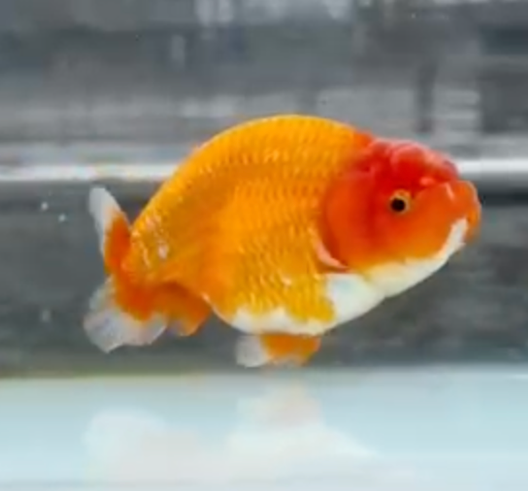 RANCHU REDWHITE