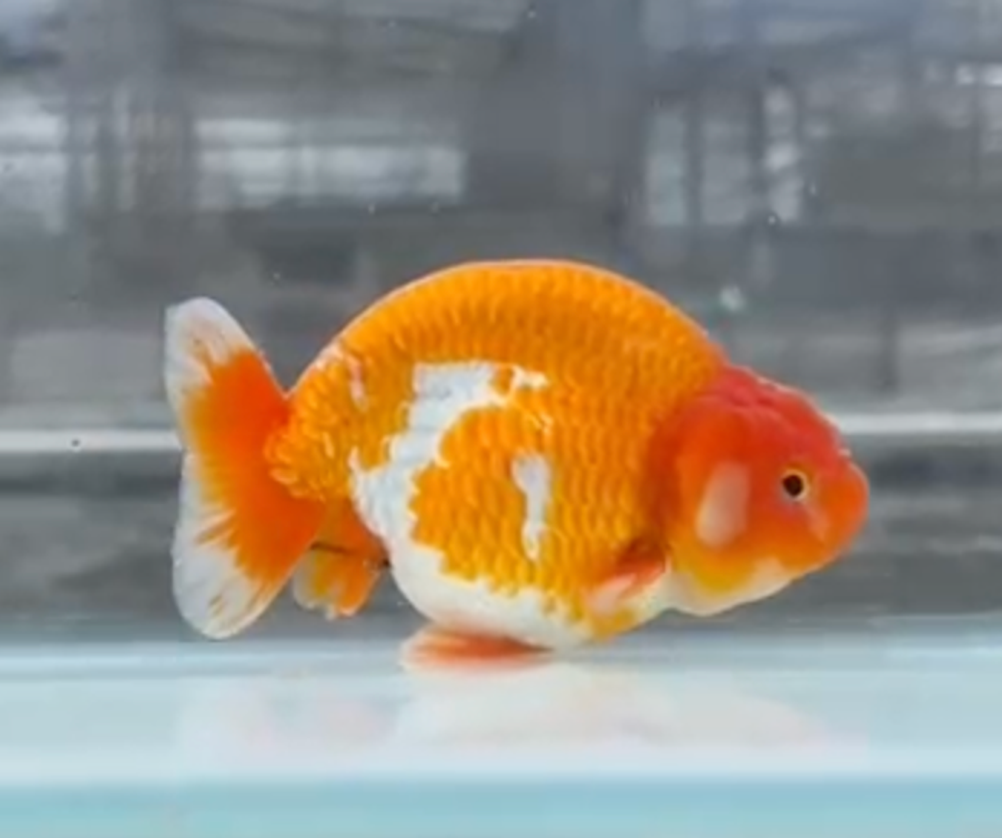RANCHU REDWHITE
