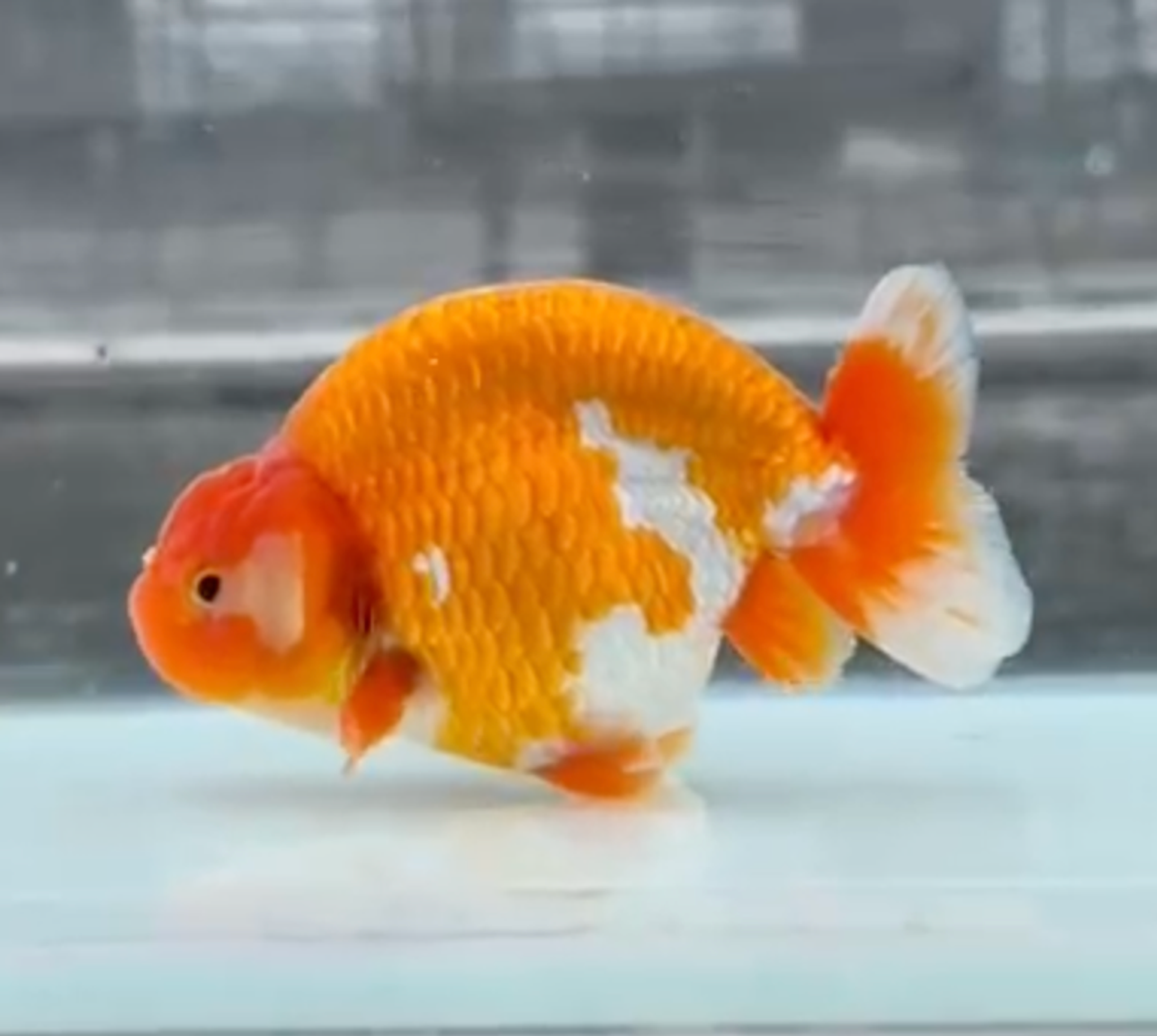RANCHU REDWHITE