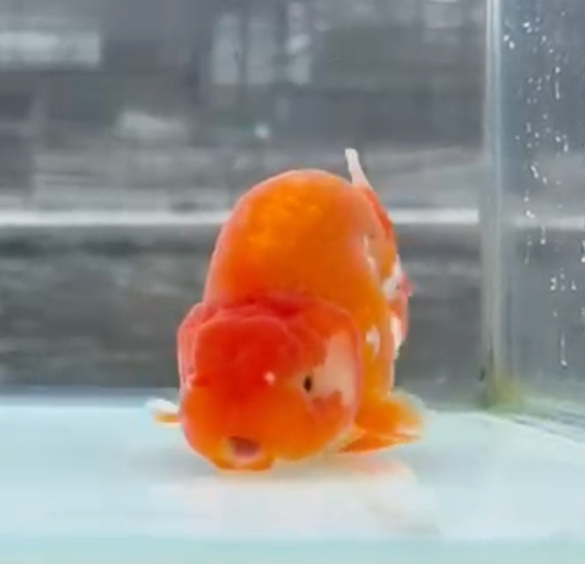 RANCHU REDWHITE