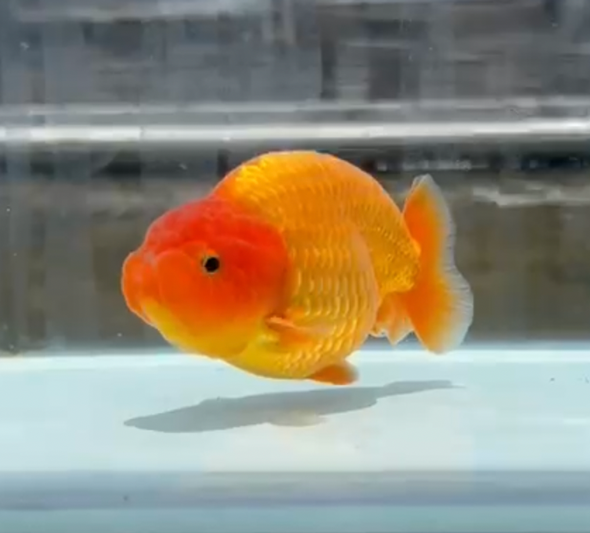 RANCHU SYUPER RED