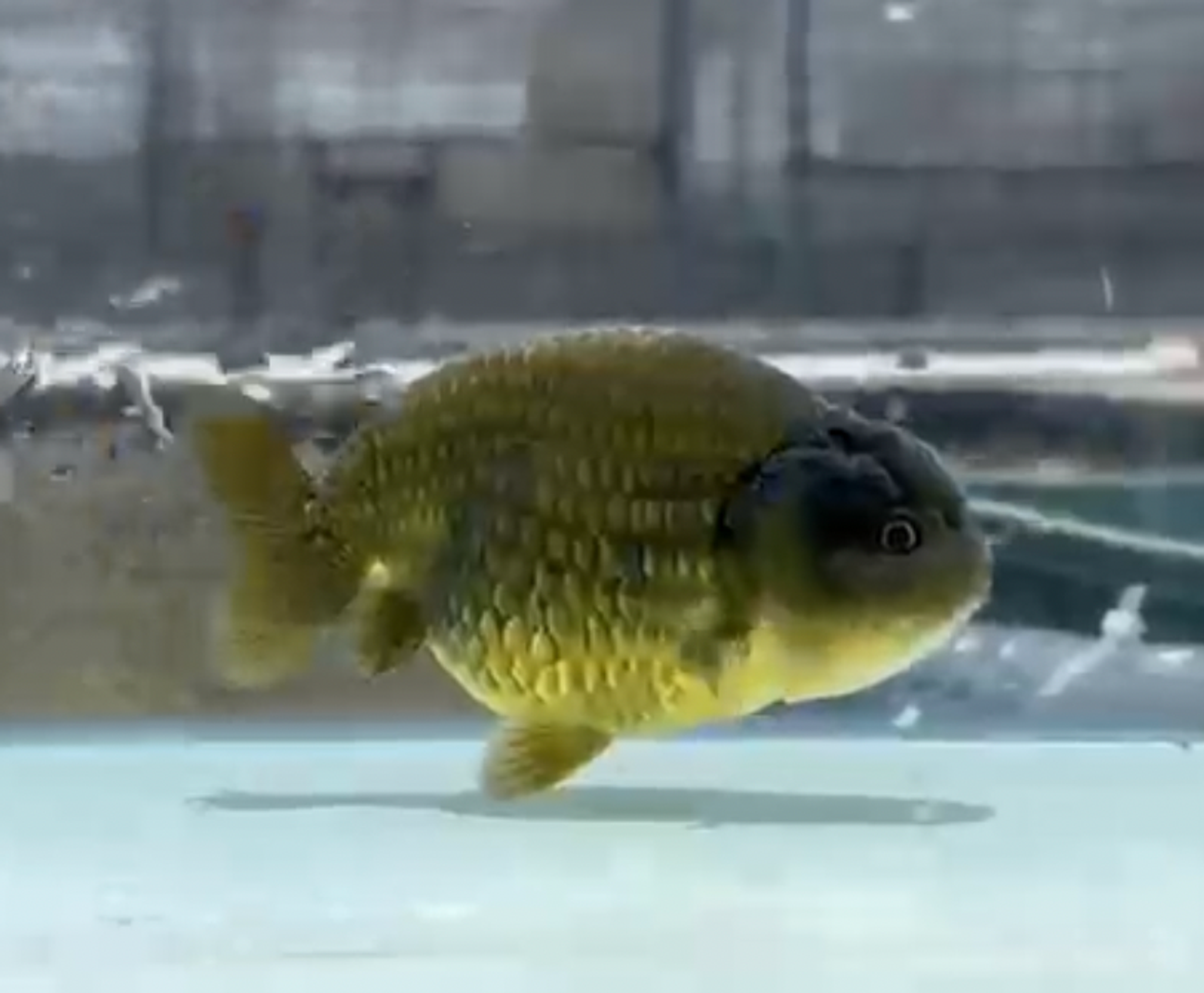 RANCHU WILDCOLOR