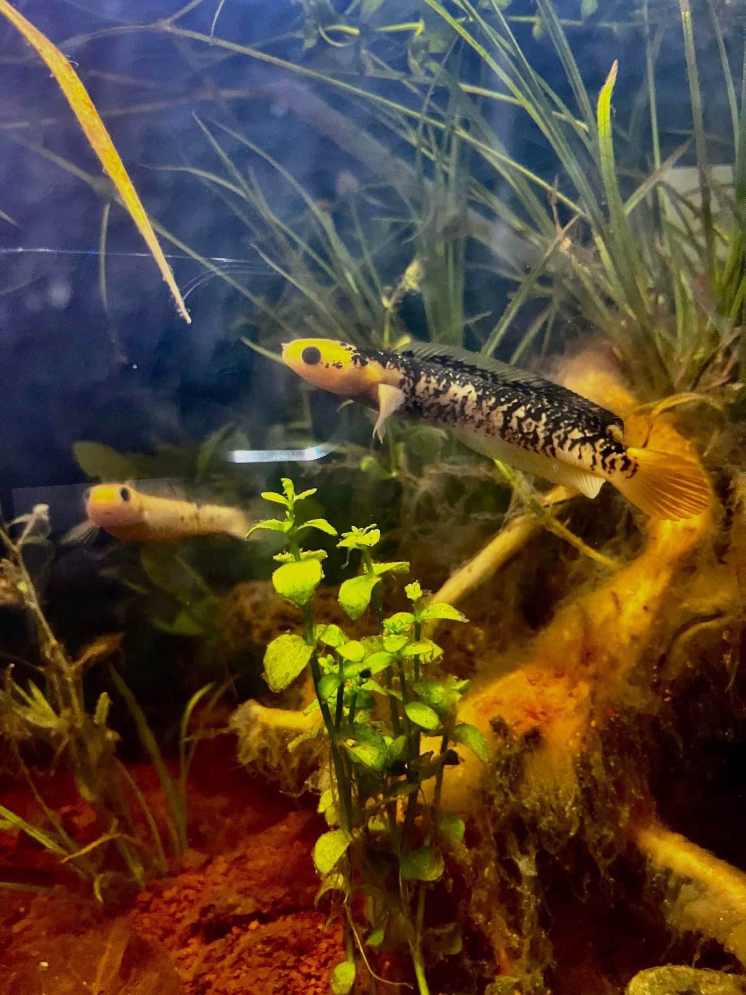 RARE ITEM Channa Asiatica Golden & Calico